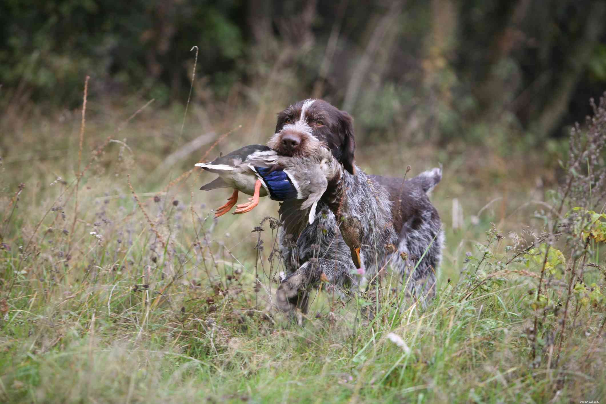 German Wirehaired Pointer: Traits, Training, and Care Guide