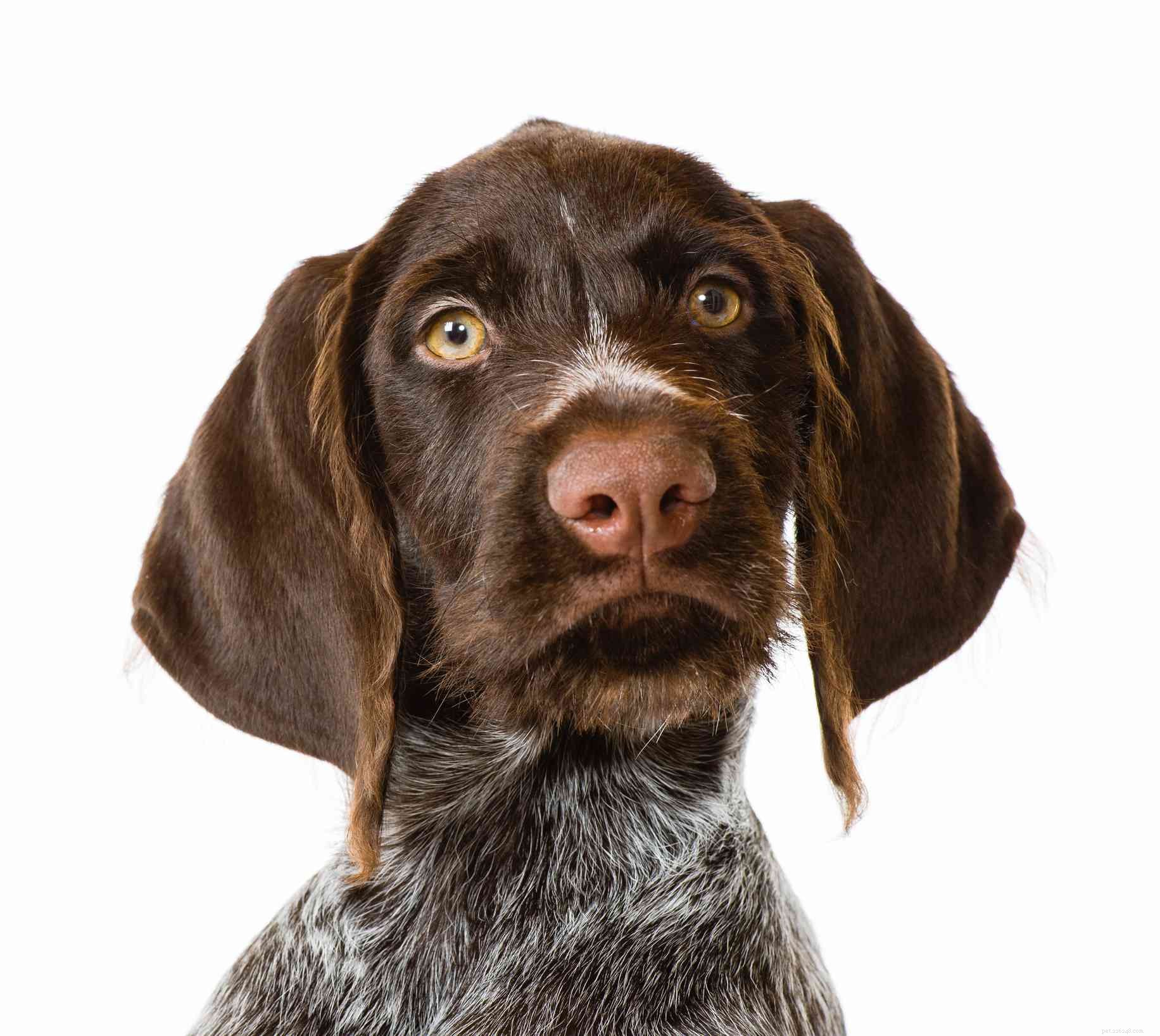 German Wirehaired Pointer: Traits, Training, and Care Guide