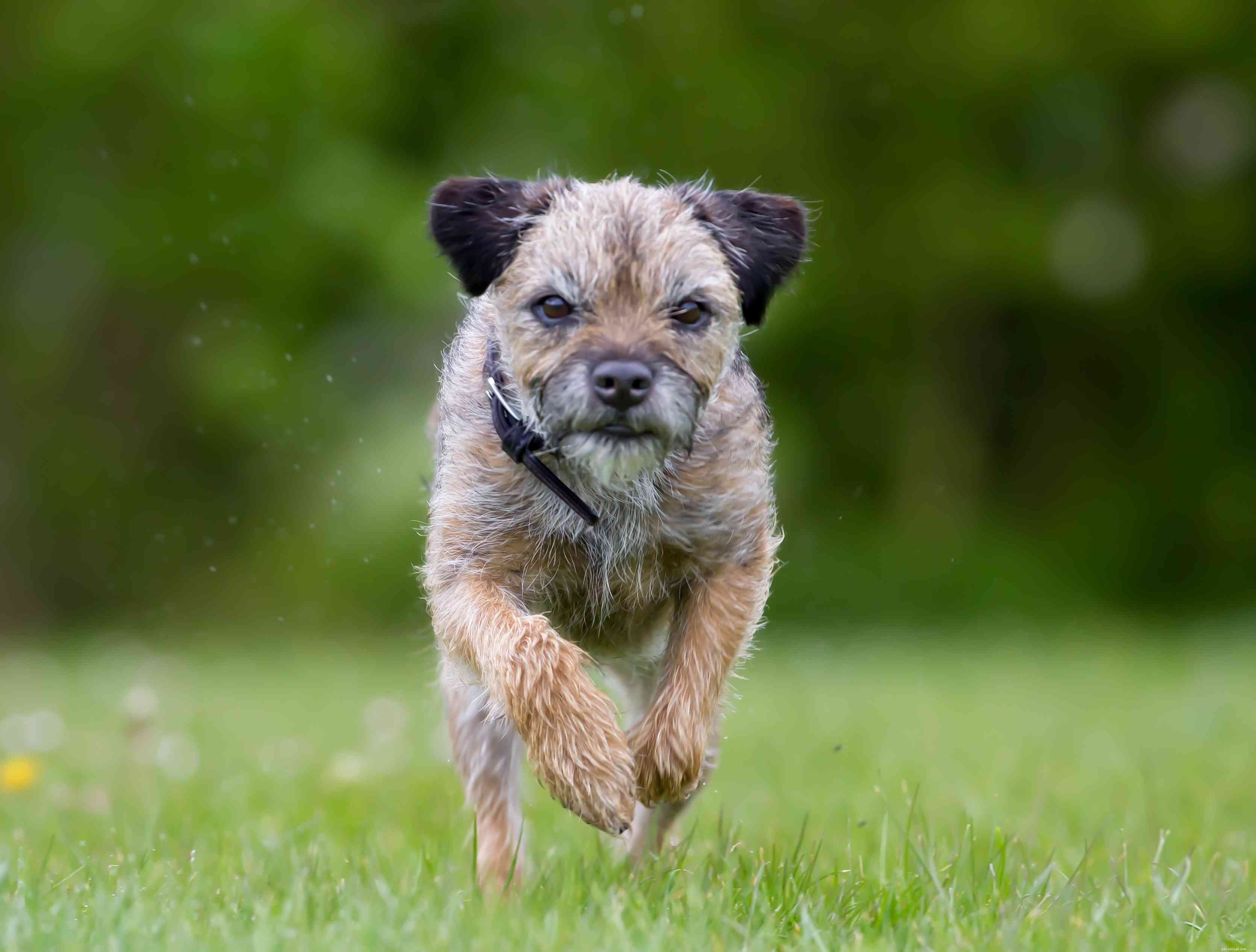 Border Terrier Profile: Traits, Care, and Training Essentials