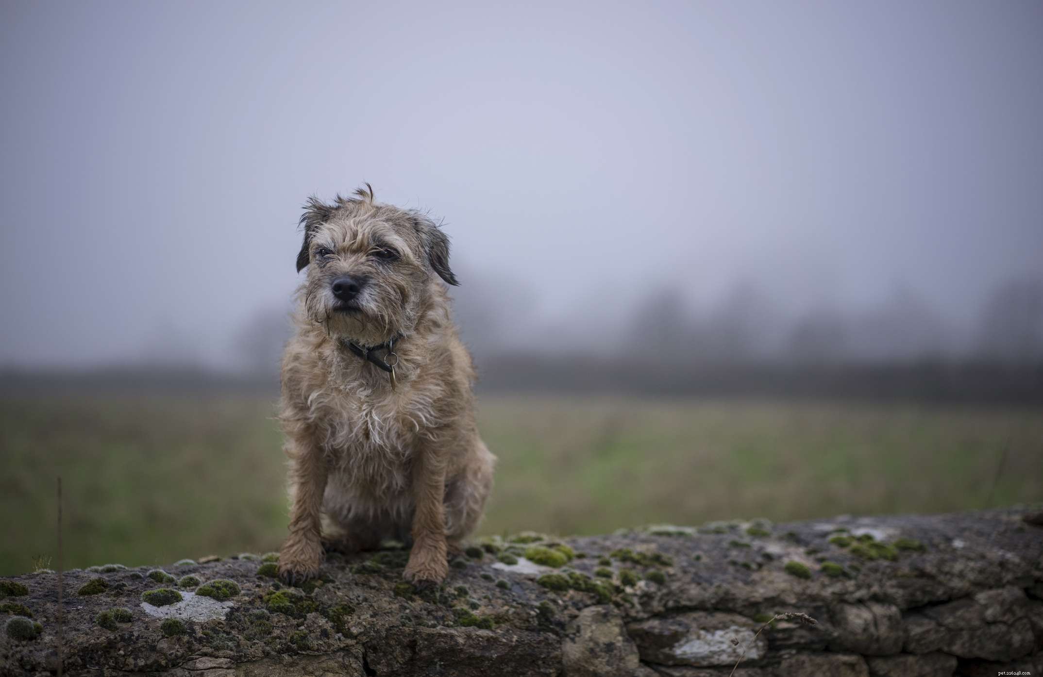 Border Terrier Profile: Traits, Care, and Training Essentials