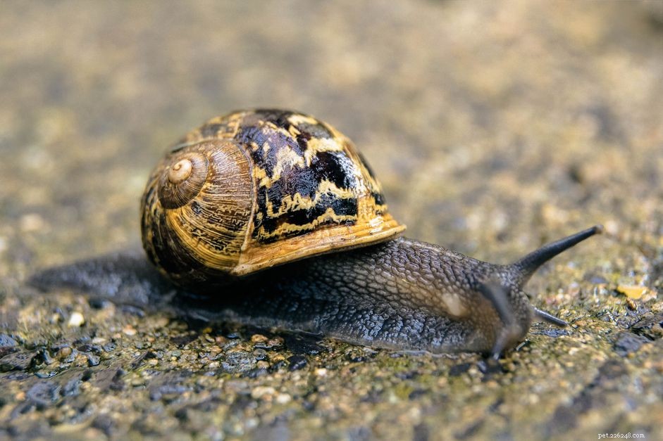 Comprehensive Guide to Caring for Your Pet Snail: Housing, Diet, and Health