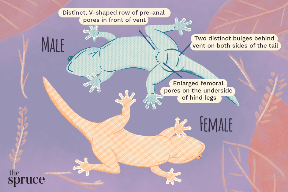 How to Identify the Sex of Your Leopard Gecko: A Clear Guide
