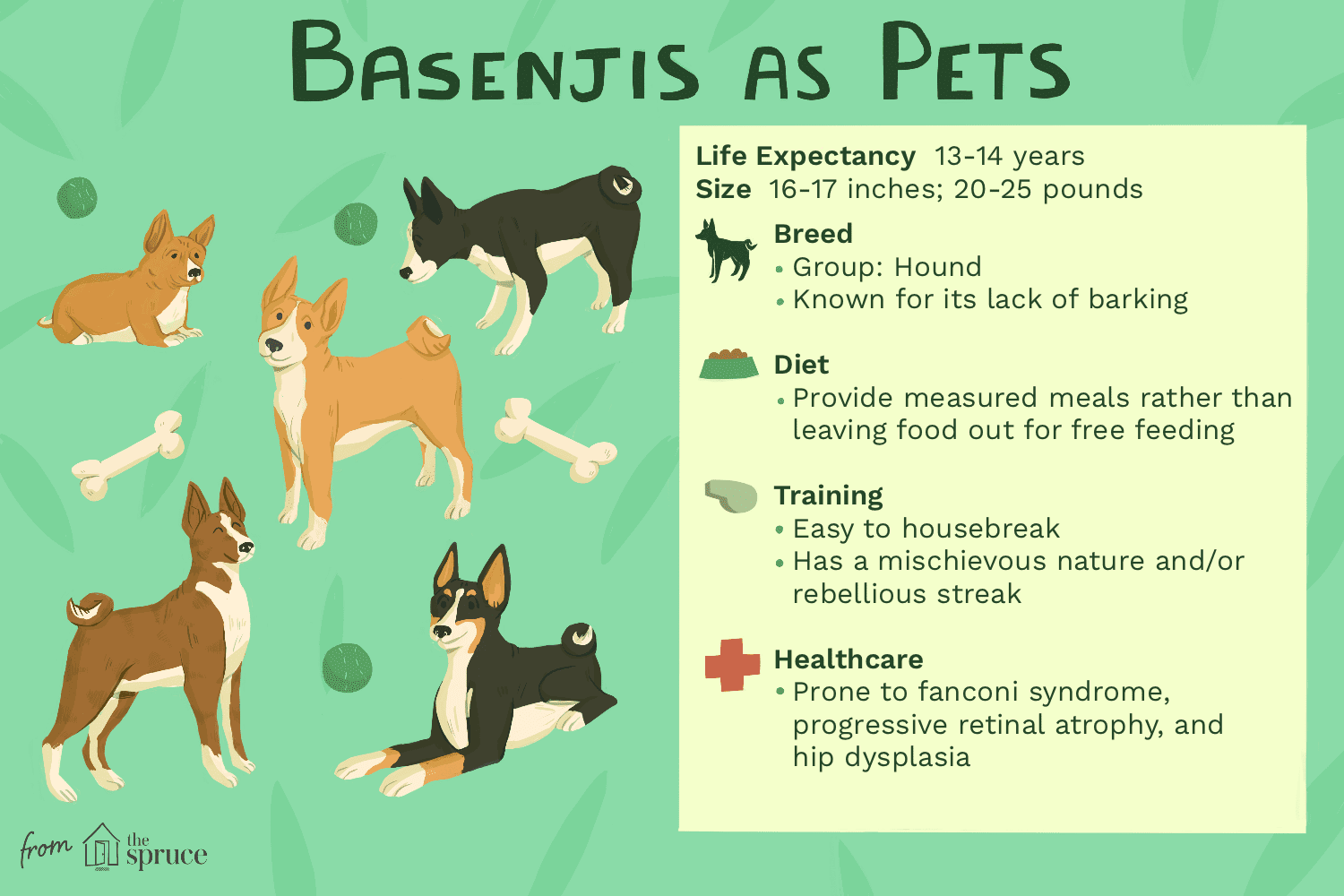 Basenji Dog: Characteristics, Care, and Adoption Guide