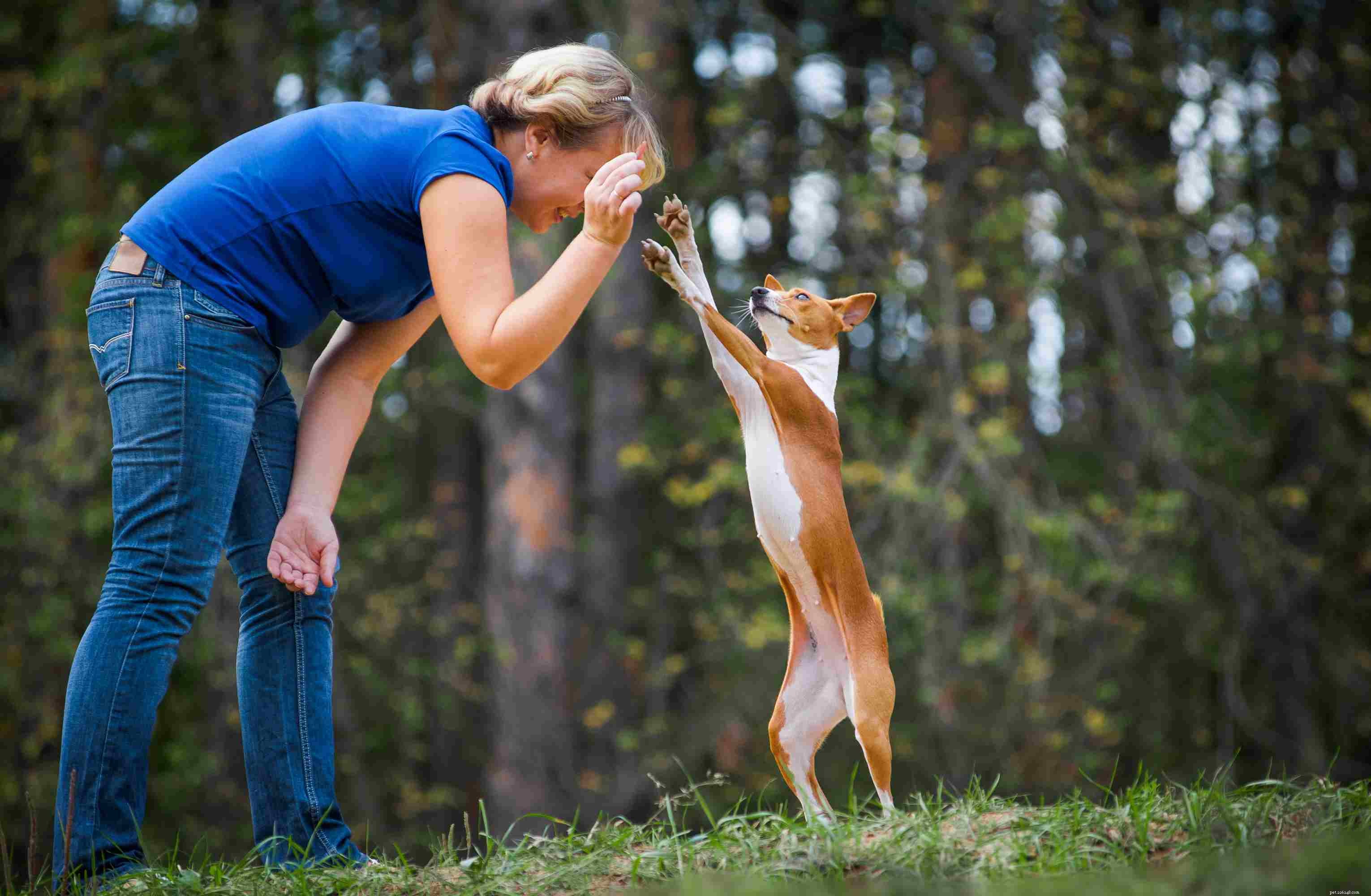 Basenji Dog: Characteristics, Care, and Adoption Guide