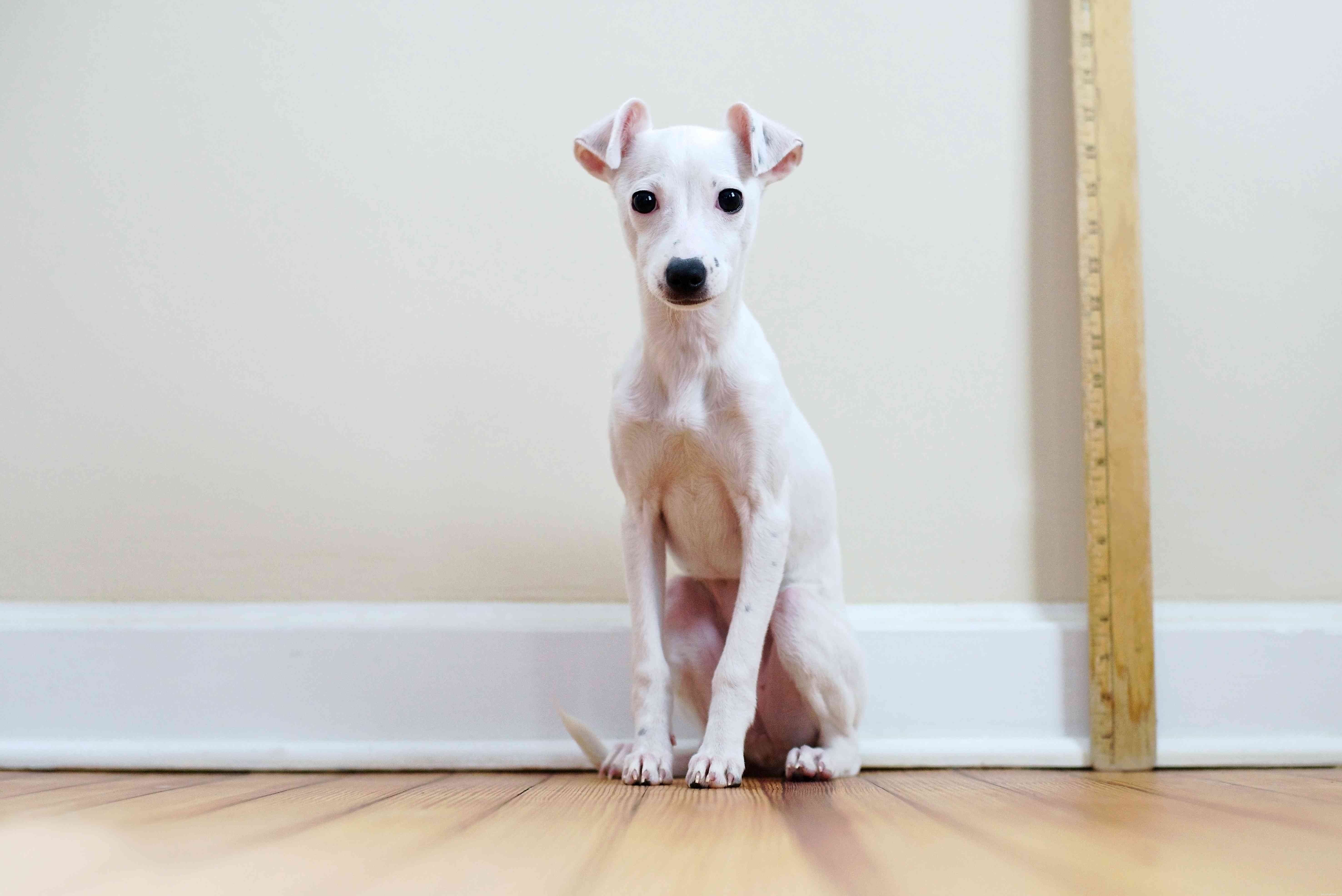 Italian Greyhound: Key Traits, Care Tips, and Adoption Guide