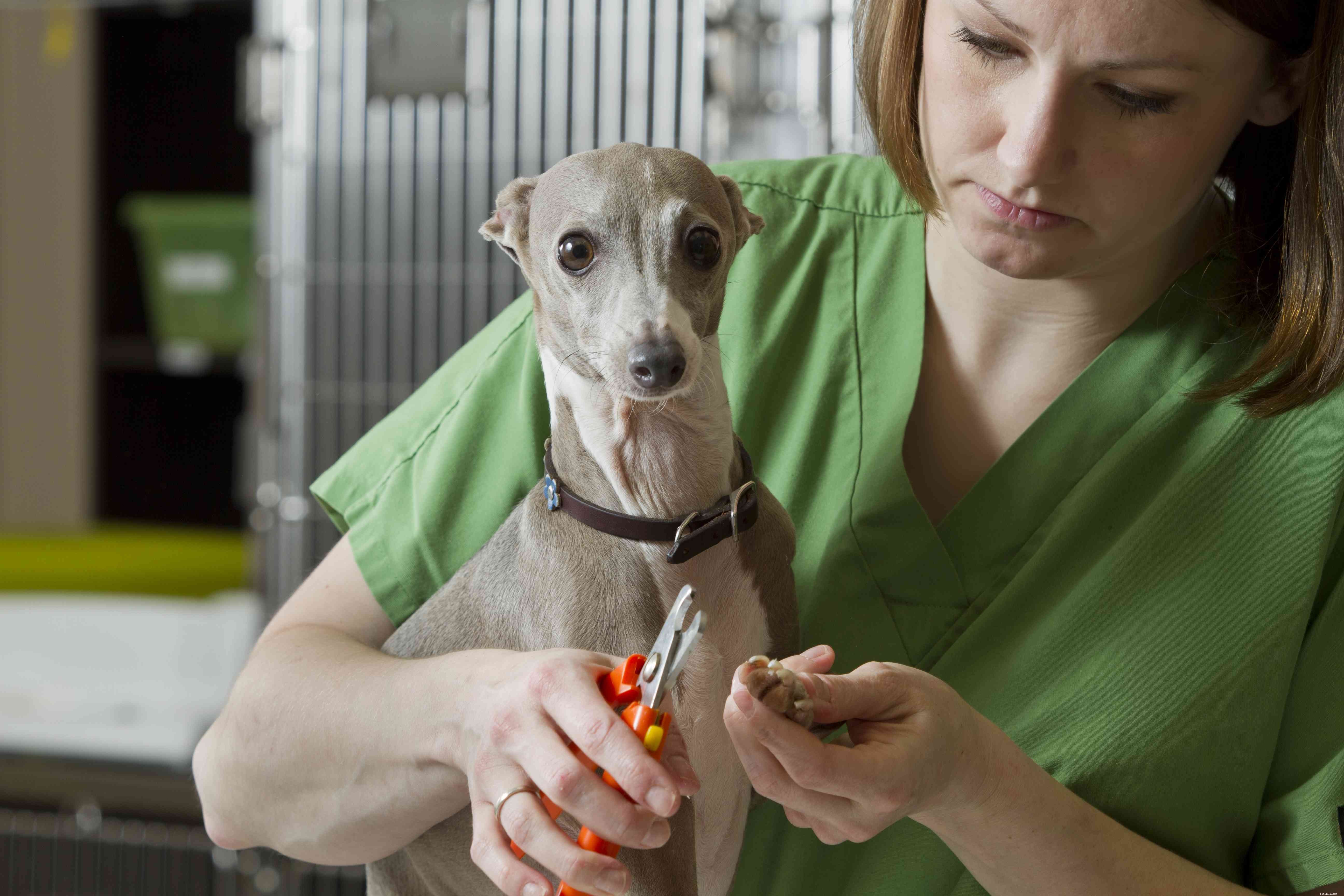 Italian Greyhound: Key Traits, Care Tips, and Adoption Guide