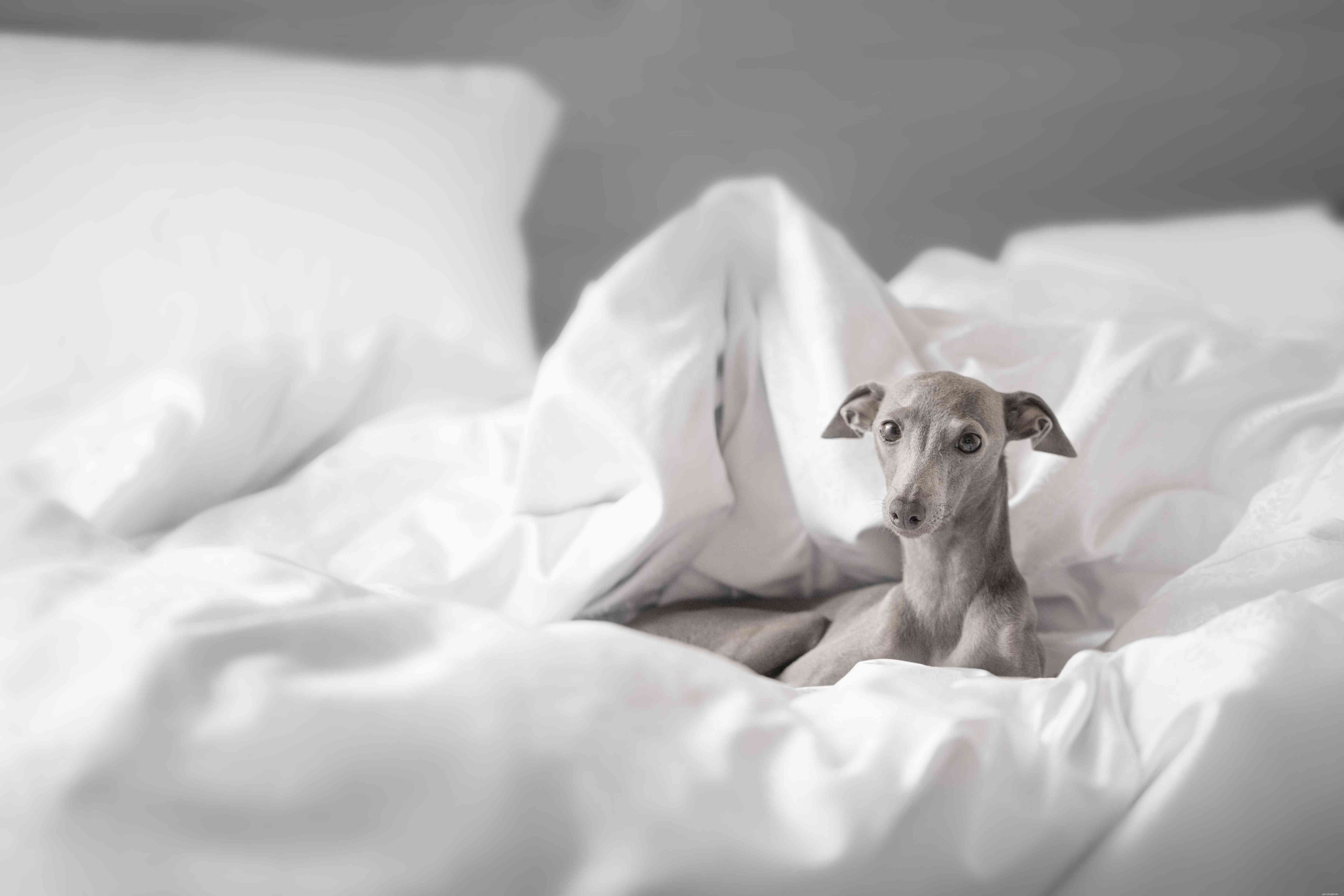 Italian Greyhound: Key Traits, Care Tips, and Adoption Guide