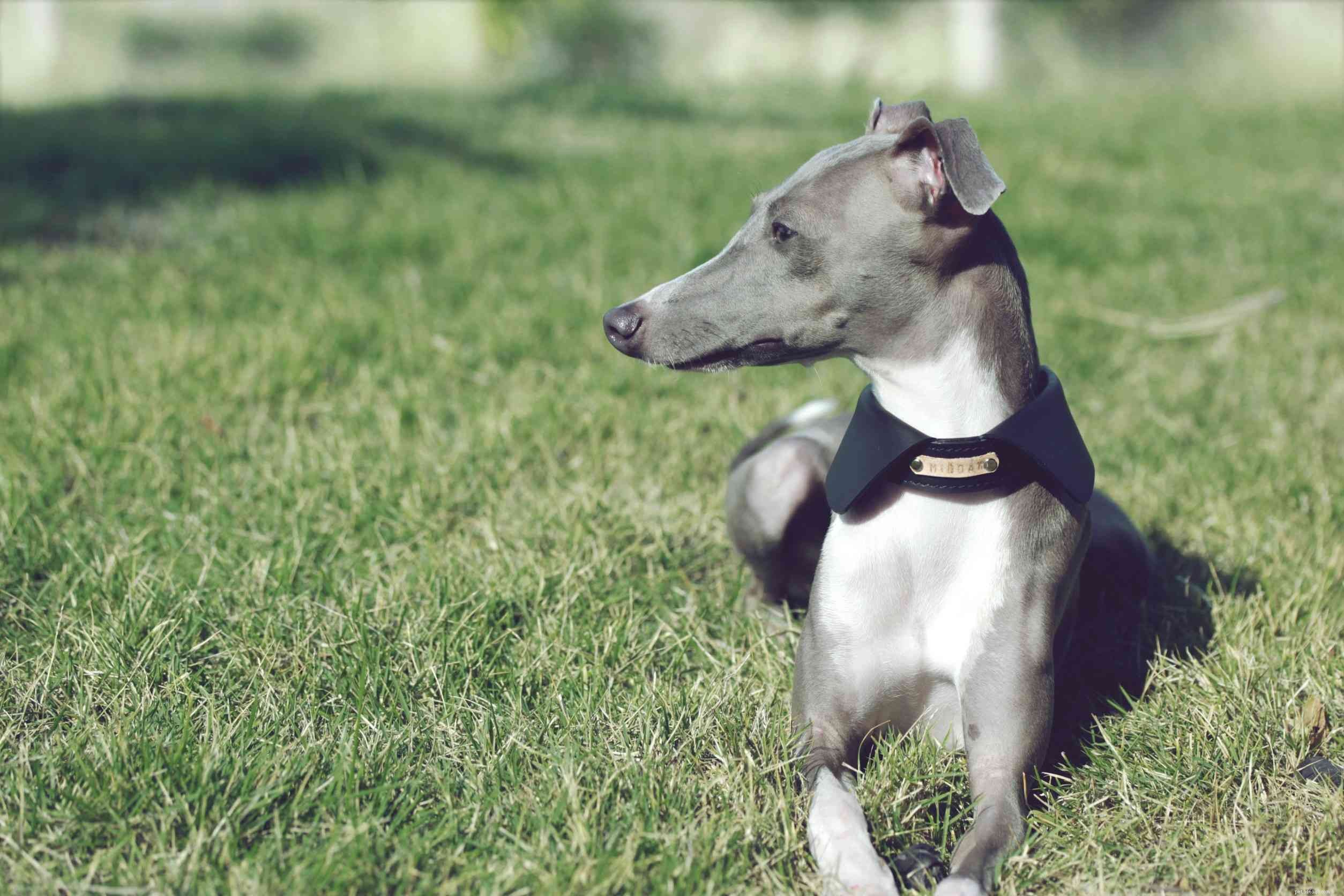 Italian Greyhound: Key Traits, Care Tips, and Adoption Guide