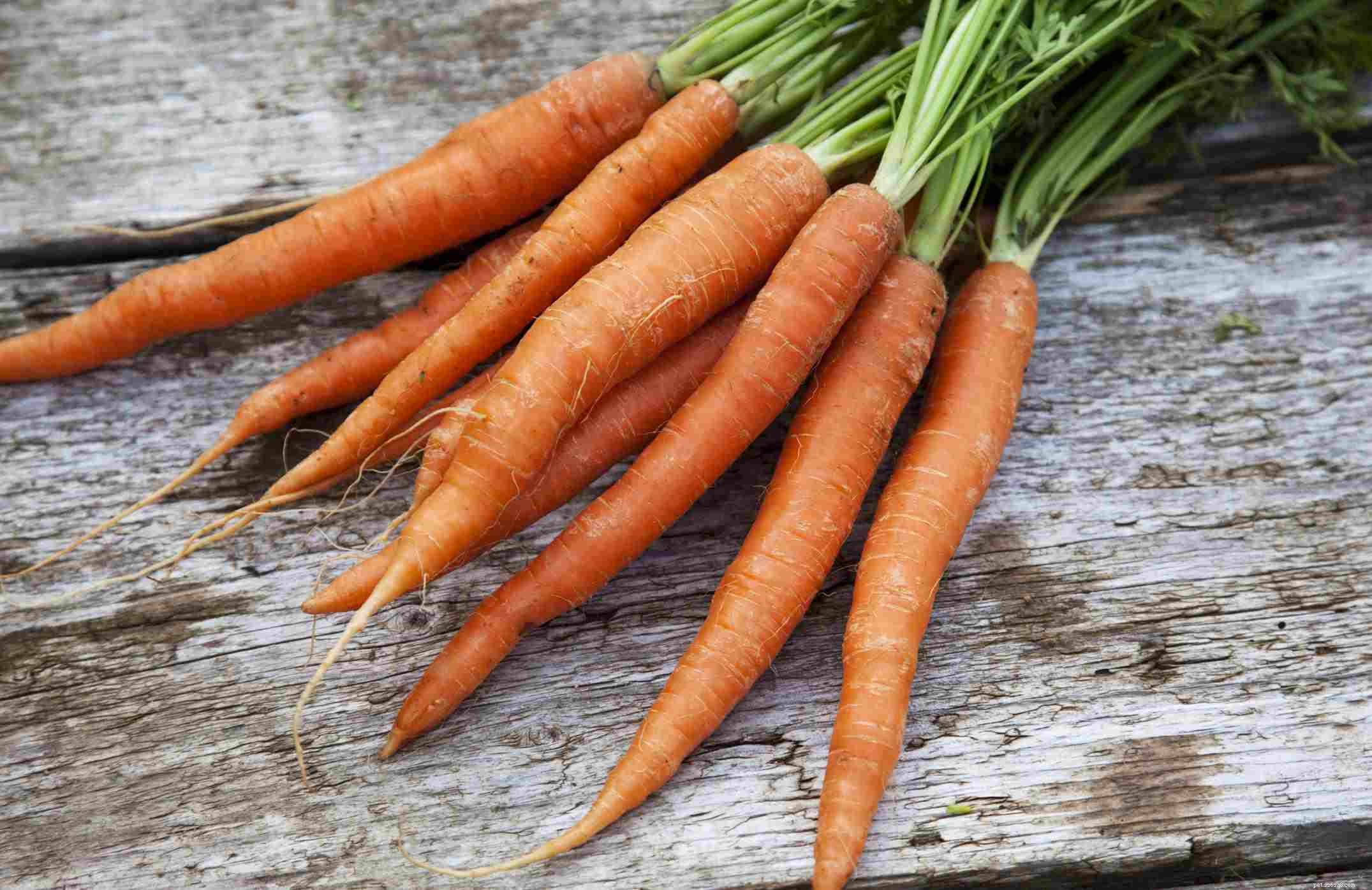 Healthy & Safe Vegetables for Your Pet Bird s Diet