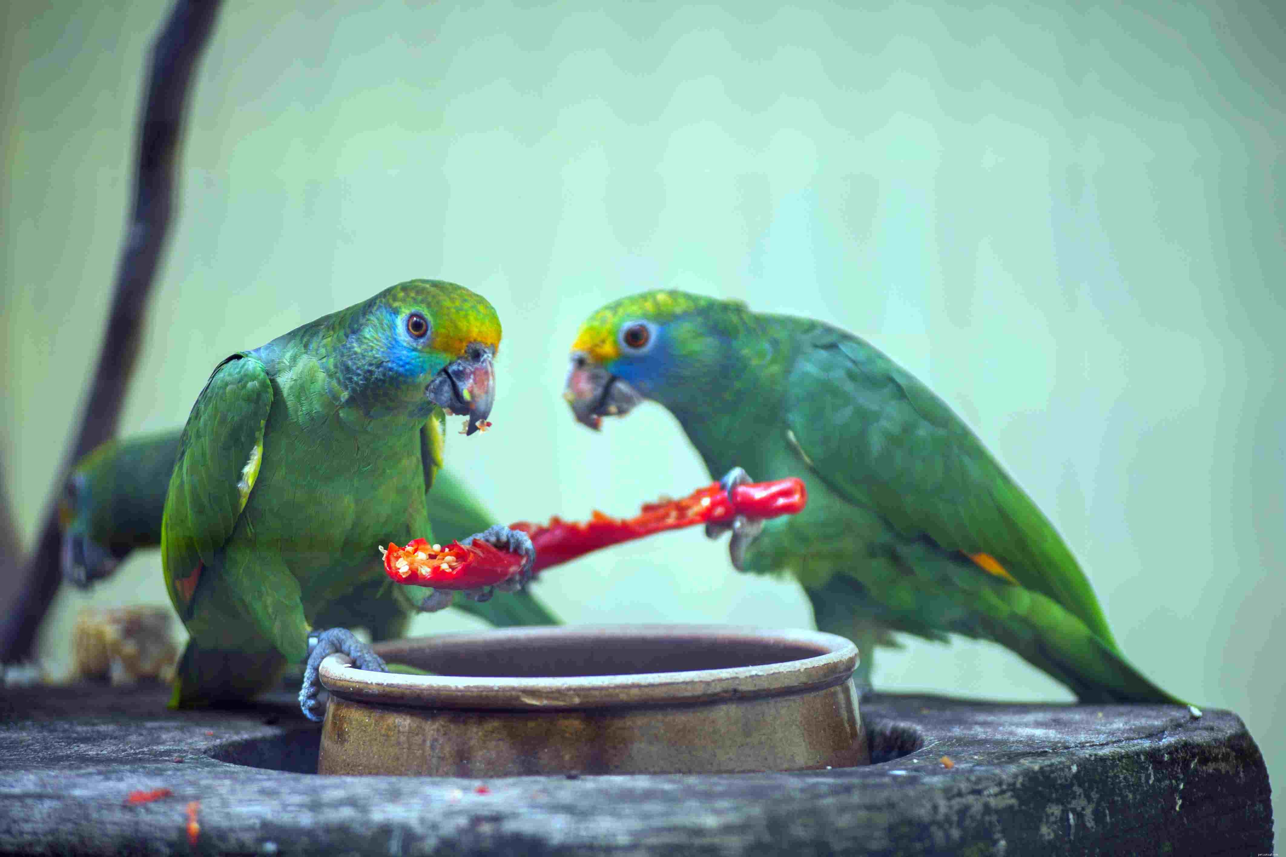 Healthy & Safe Vegetables for Your Pet Bird s Diet