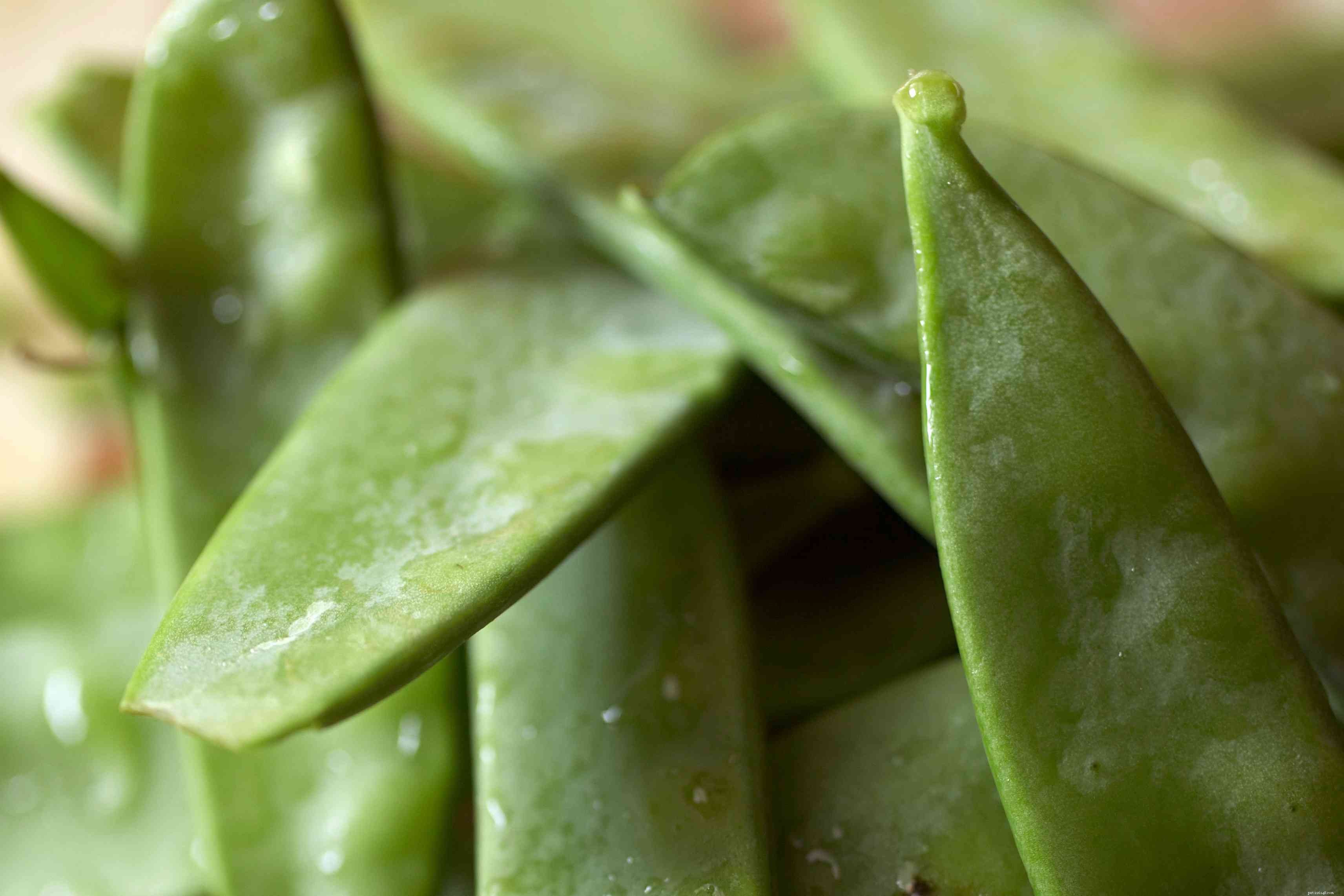 Healthy & Safe Vegetables for Your Pet Bird s Diet