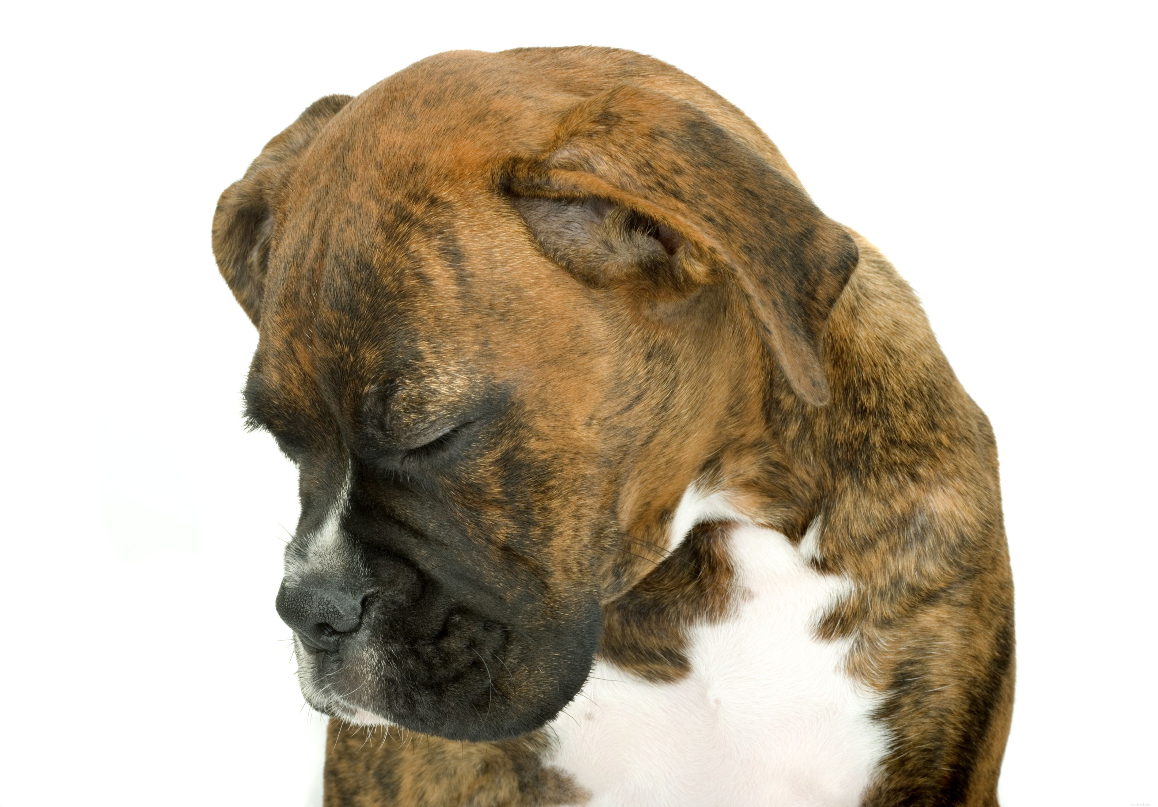 Key Red Flags: Early Cancer Warning Signs in Dogs