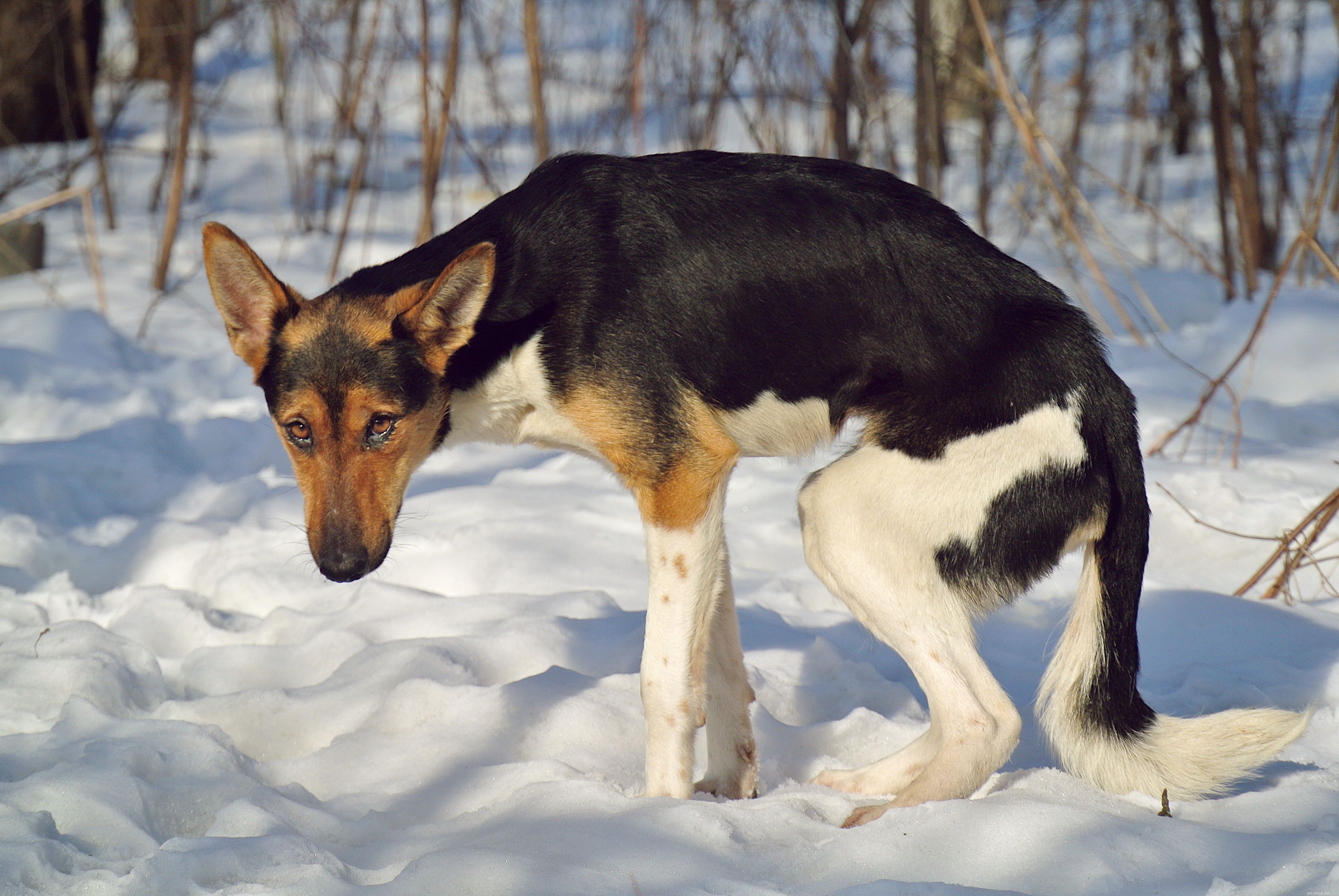 Key Red Flags: Early Cancer Warning Signs in Dogs