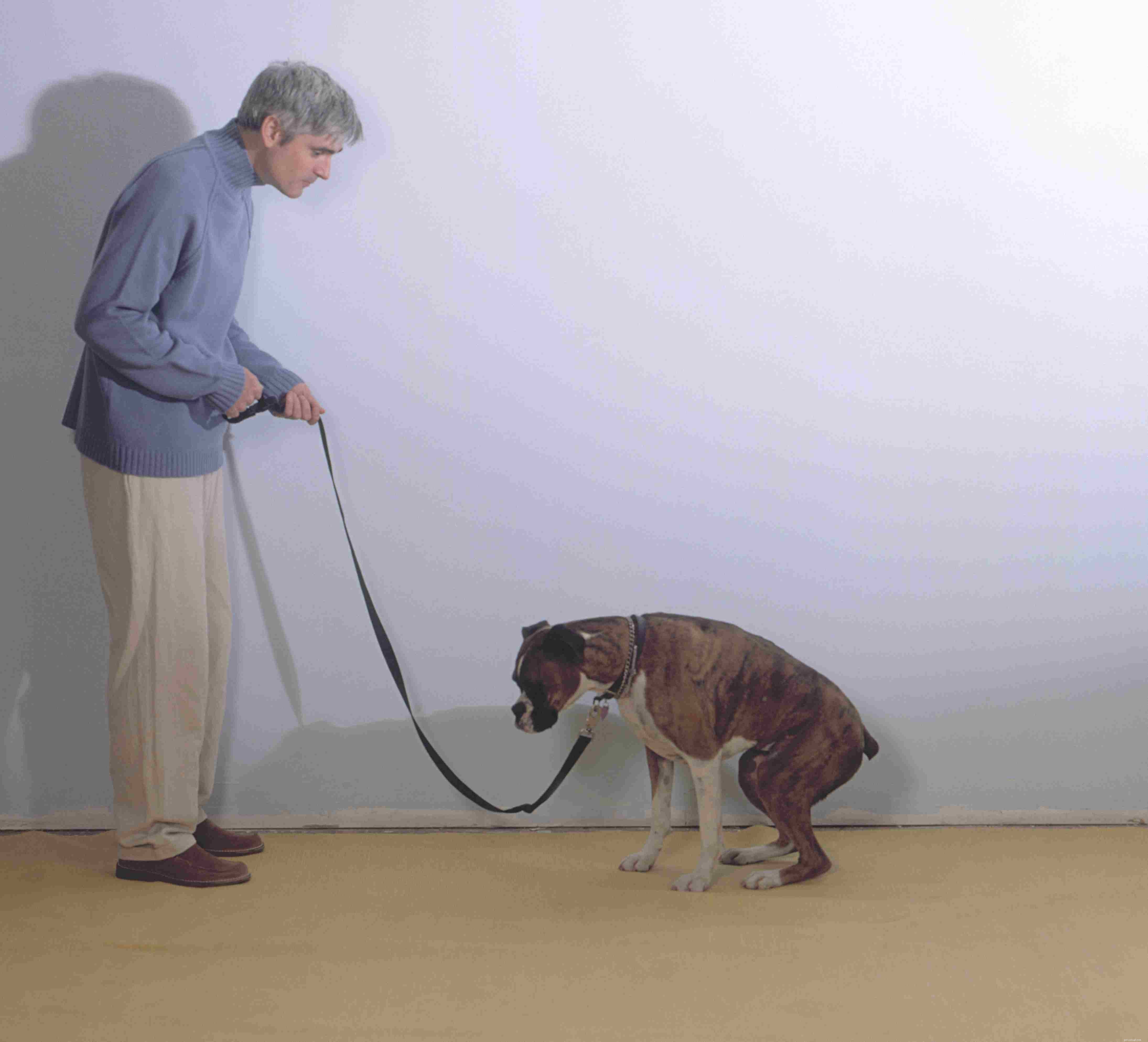 Key Red Flags: Early Cancer Warning Signs in Dogs