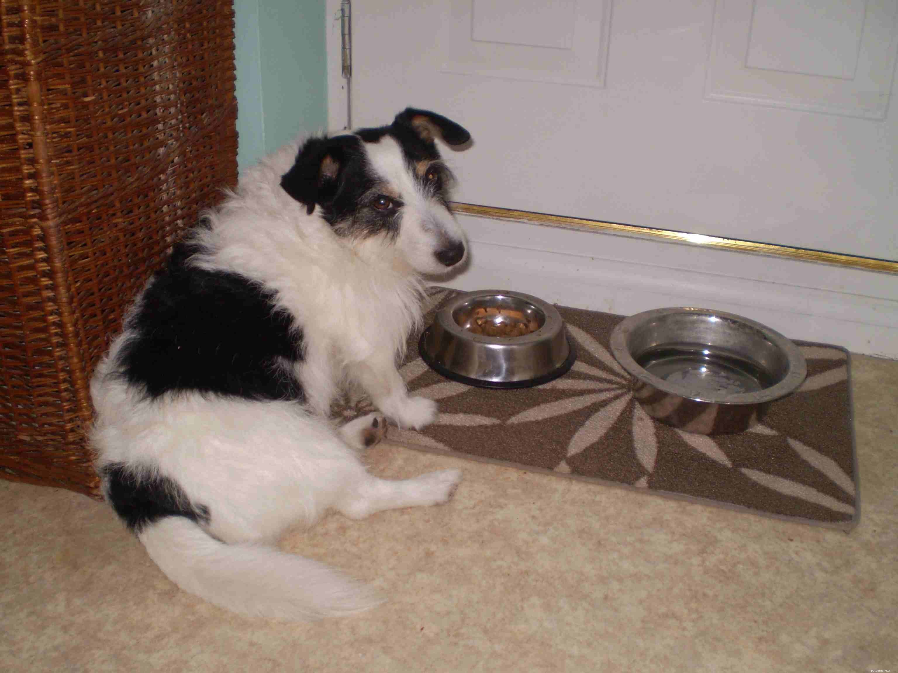 Key Red Flags: Early Cancer Warning Signs in Dogs
