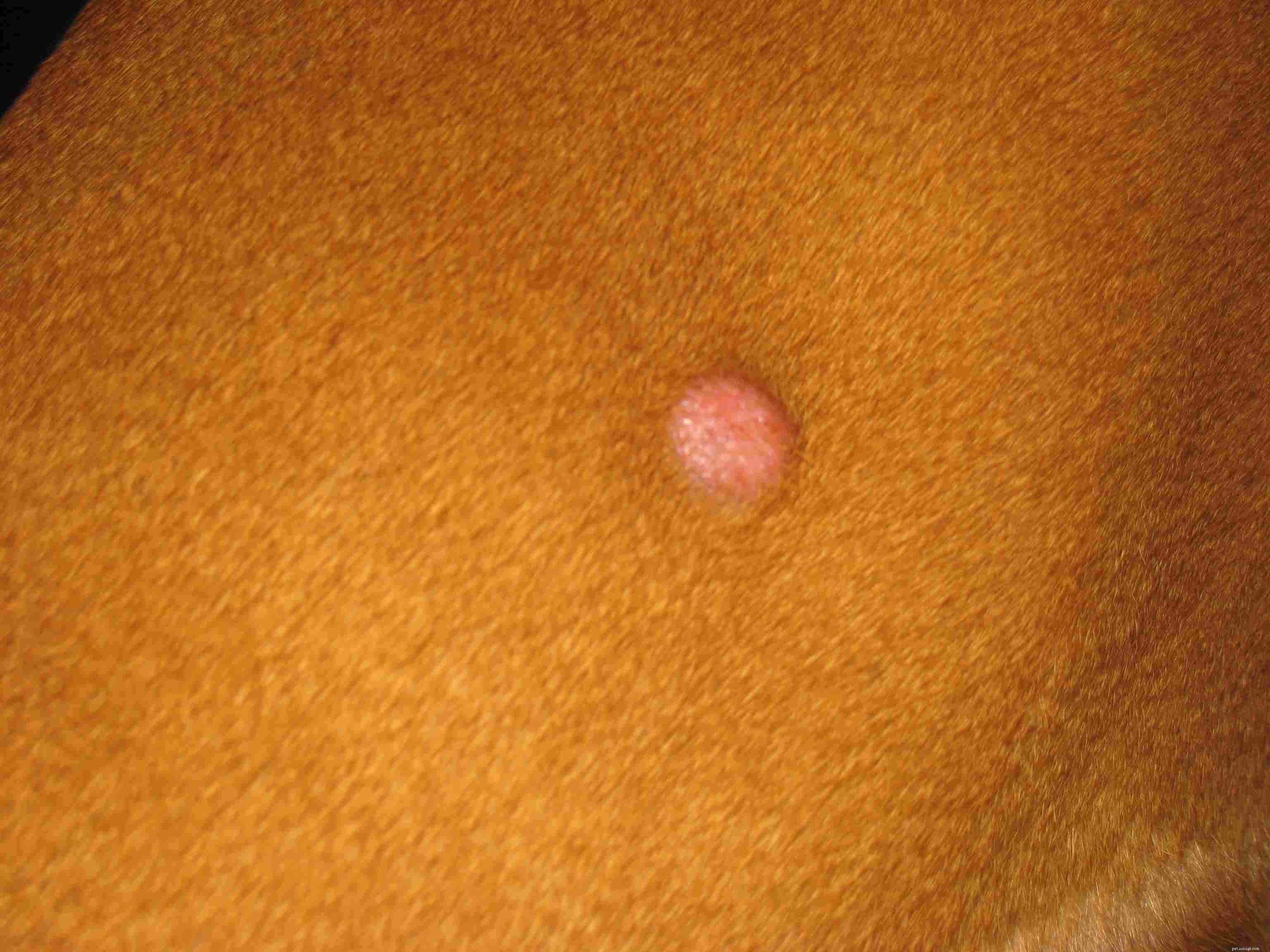 Key Red Flags: Early Cancer Warning Signs in Dogs