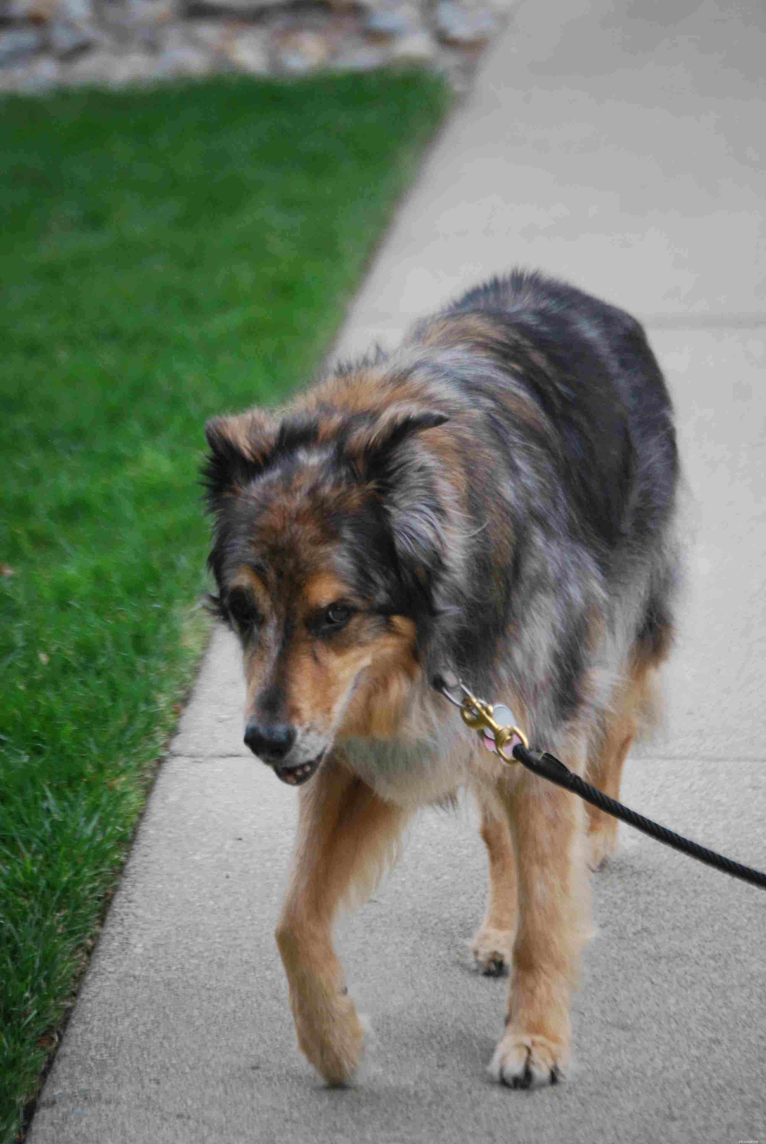 Key Red Flags: Early Cancer Warning Signs in Dogs