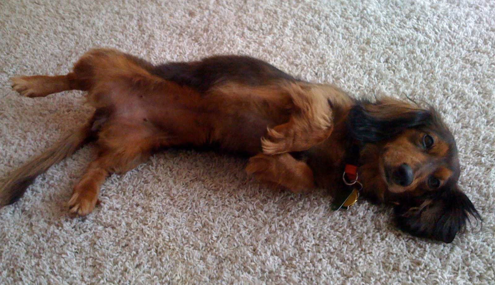 Key Red Flags: Early Cancer Warning Signs in Dogs