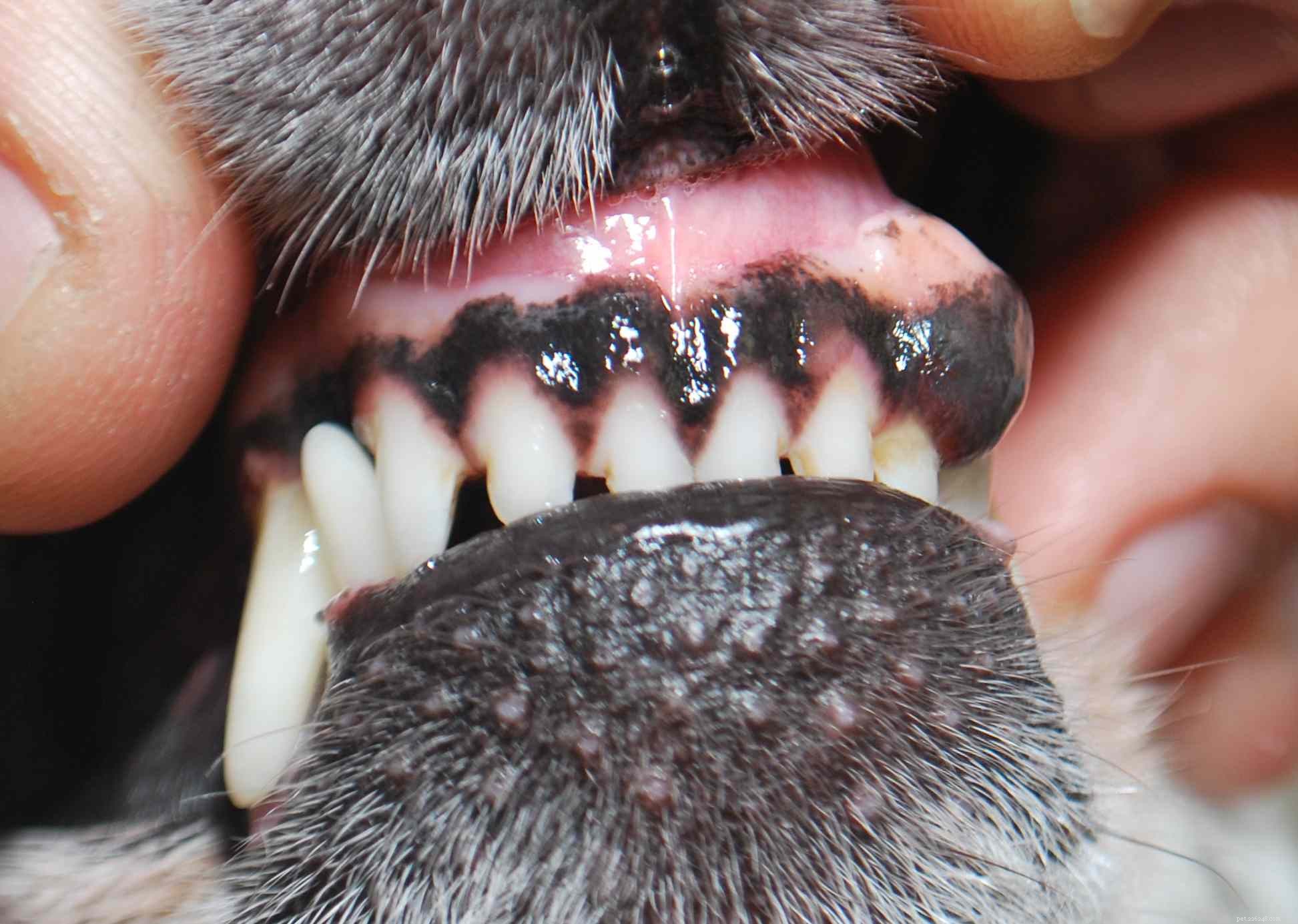 Key Red Flags: Early Cancer Warning Signs in Dogs