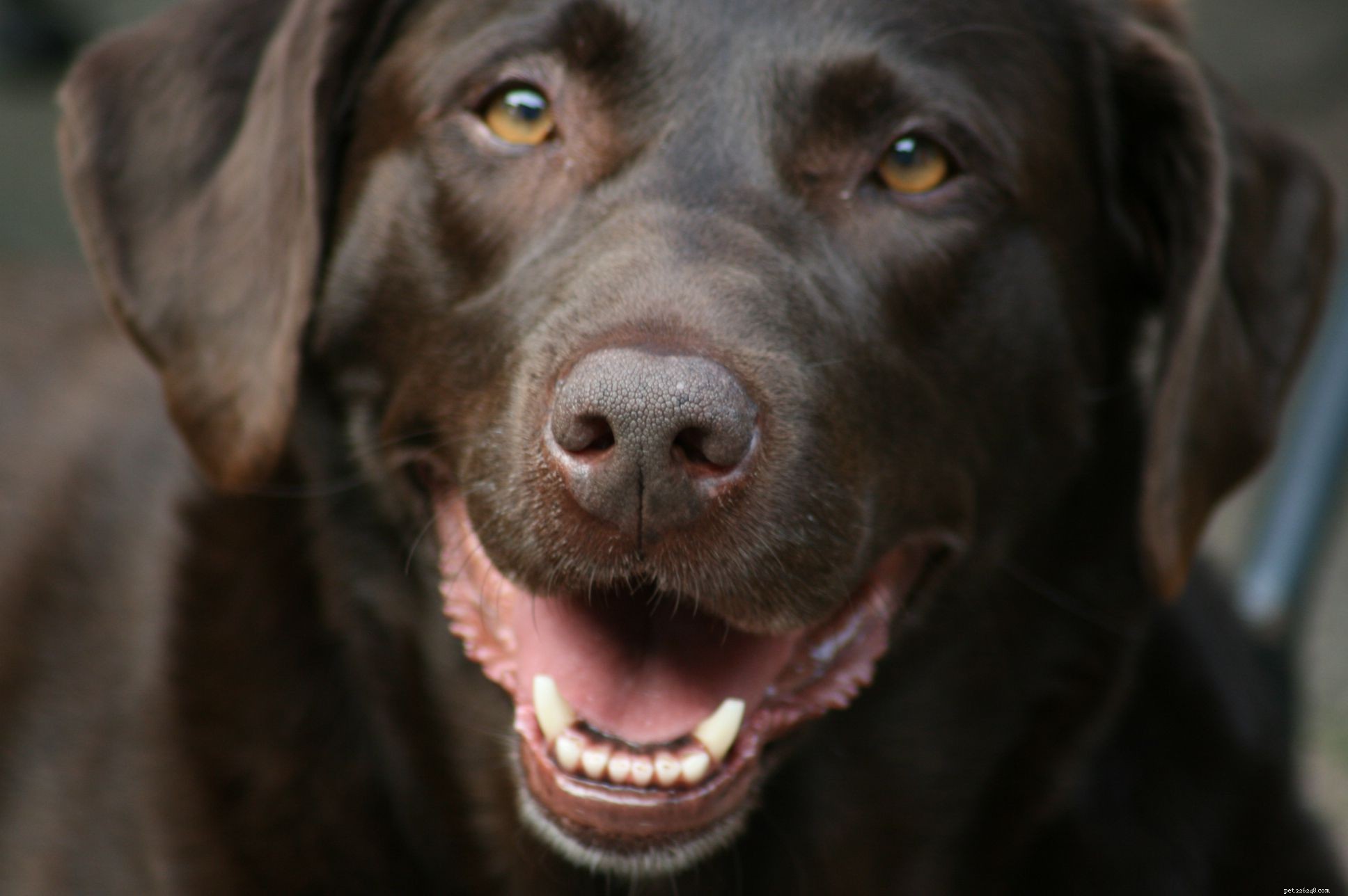 Key Red Flags: Early Cancer Warning Signs in Dogs
