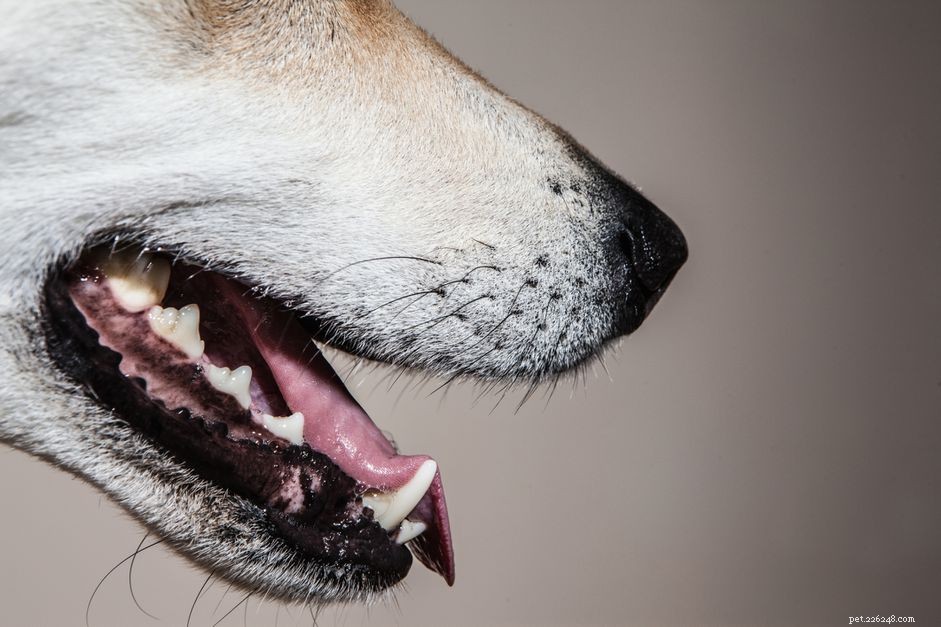 How to Handle a Loose Tooth in Your Dog: Signs, Causes, and Care