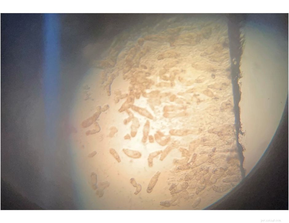 Effective Treatments for Fluke Infections in Freshwater and Marine Fish