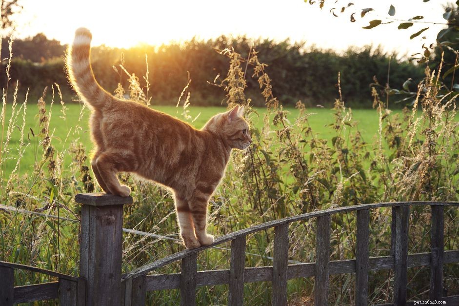 Understanding Cat Anal Glands: Care, Issues & Health Tips