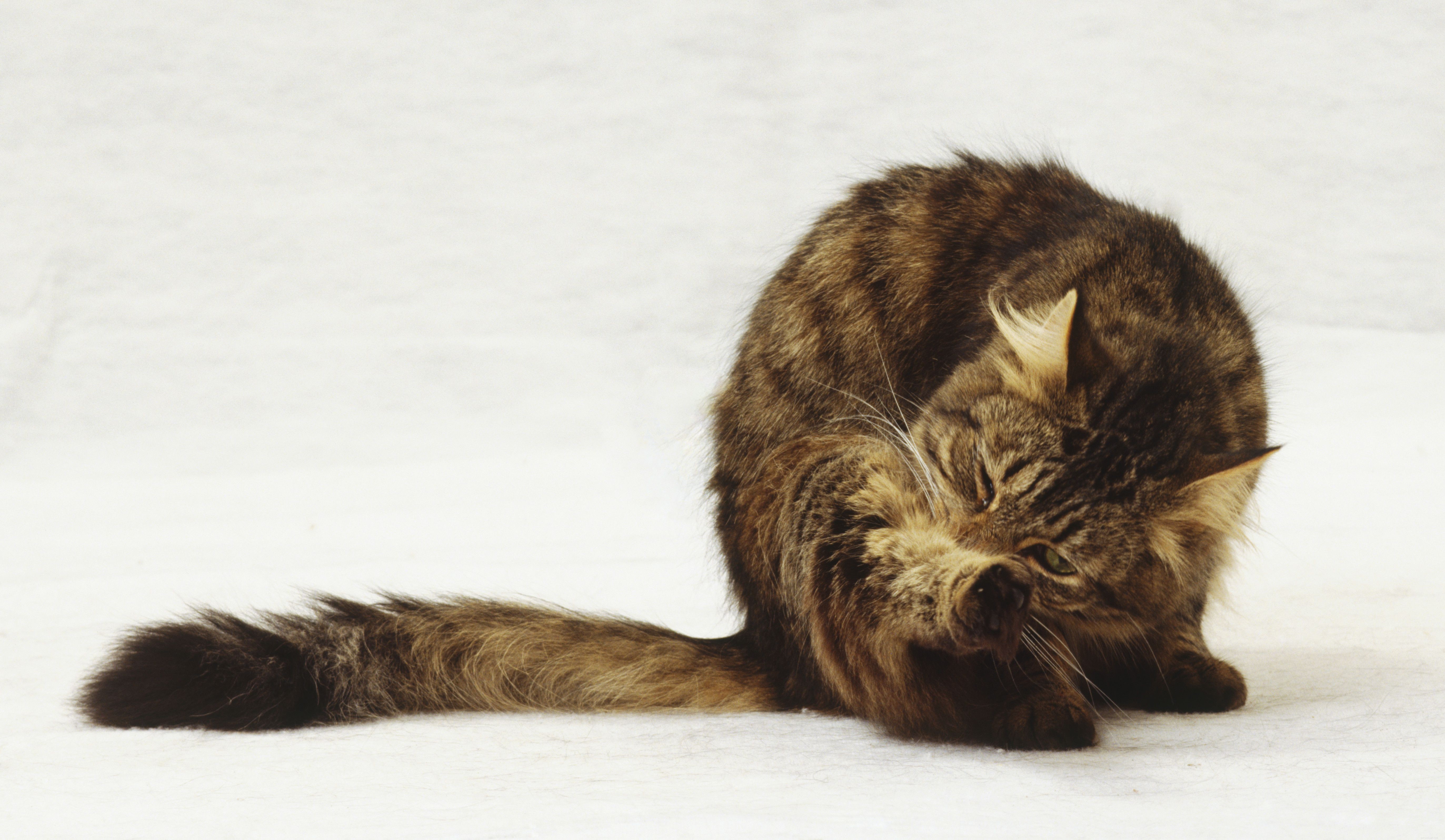Understanding Cat Anal Glands: Care, Issues & Health Tips