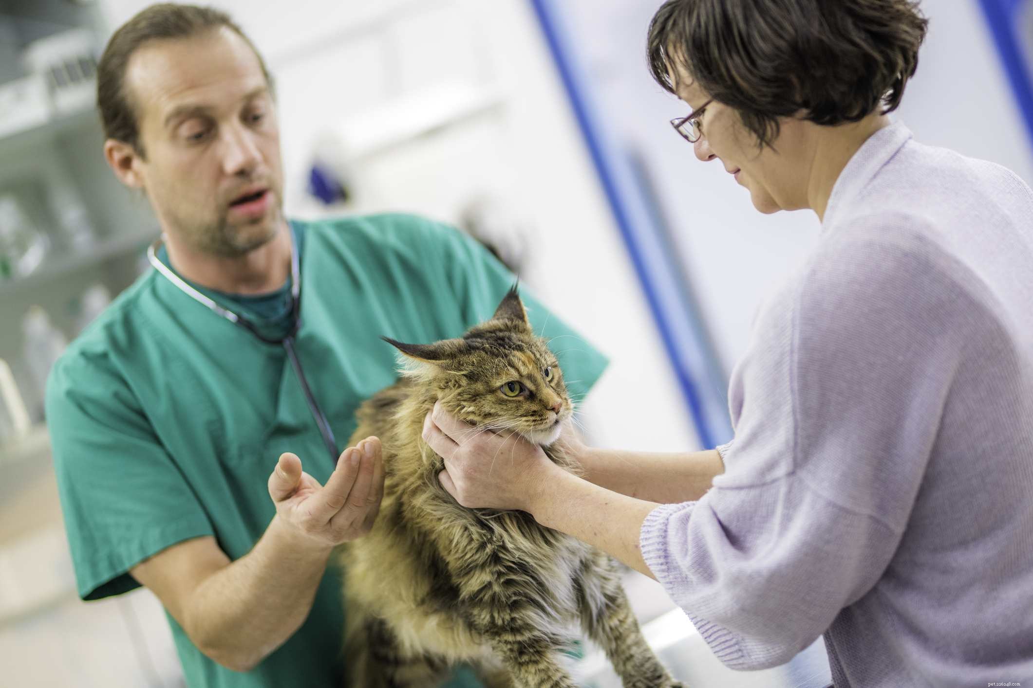 Understanding Cat Anal Glands: Care, Issues & Health Tips