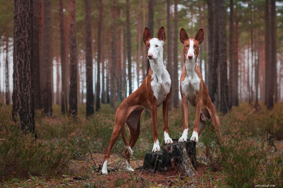 Ibizan Hound: Elegant Traits, Care Guide & Buying Tips