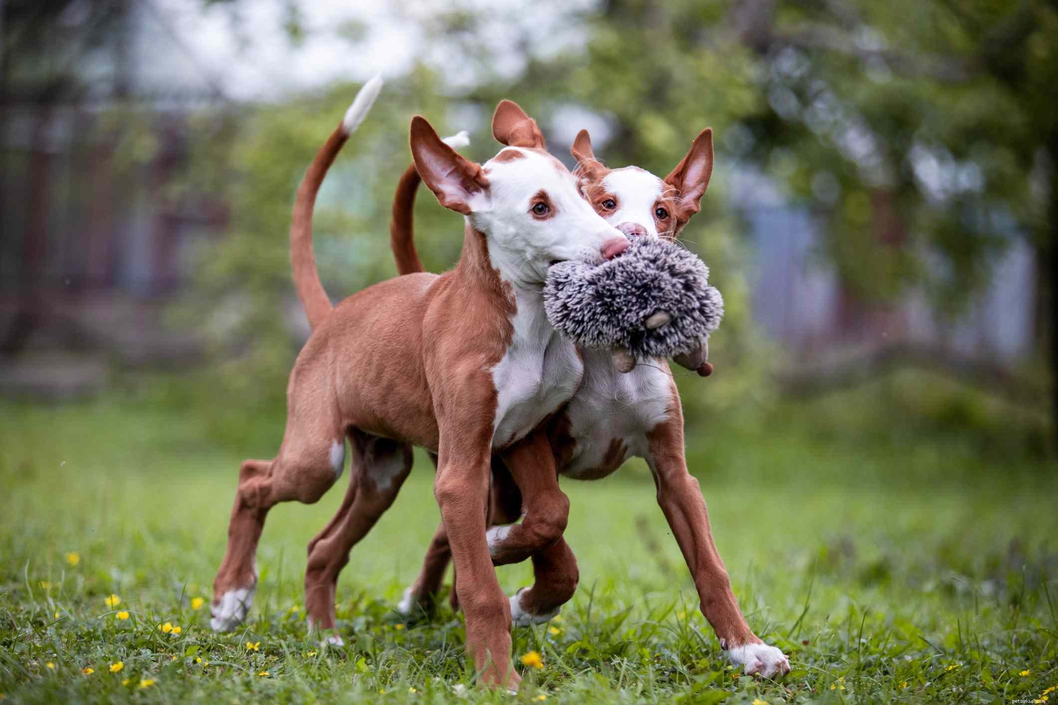 Ibizan Hound: Elegant Traits, Care Guide & Buying Tips