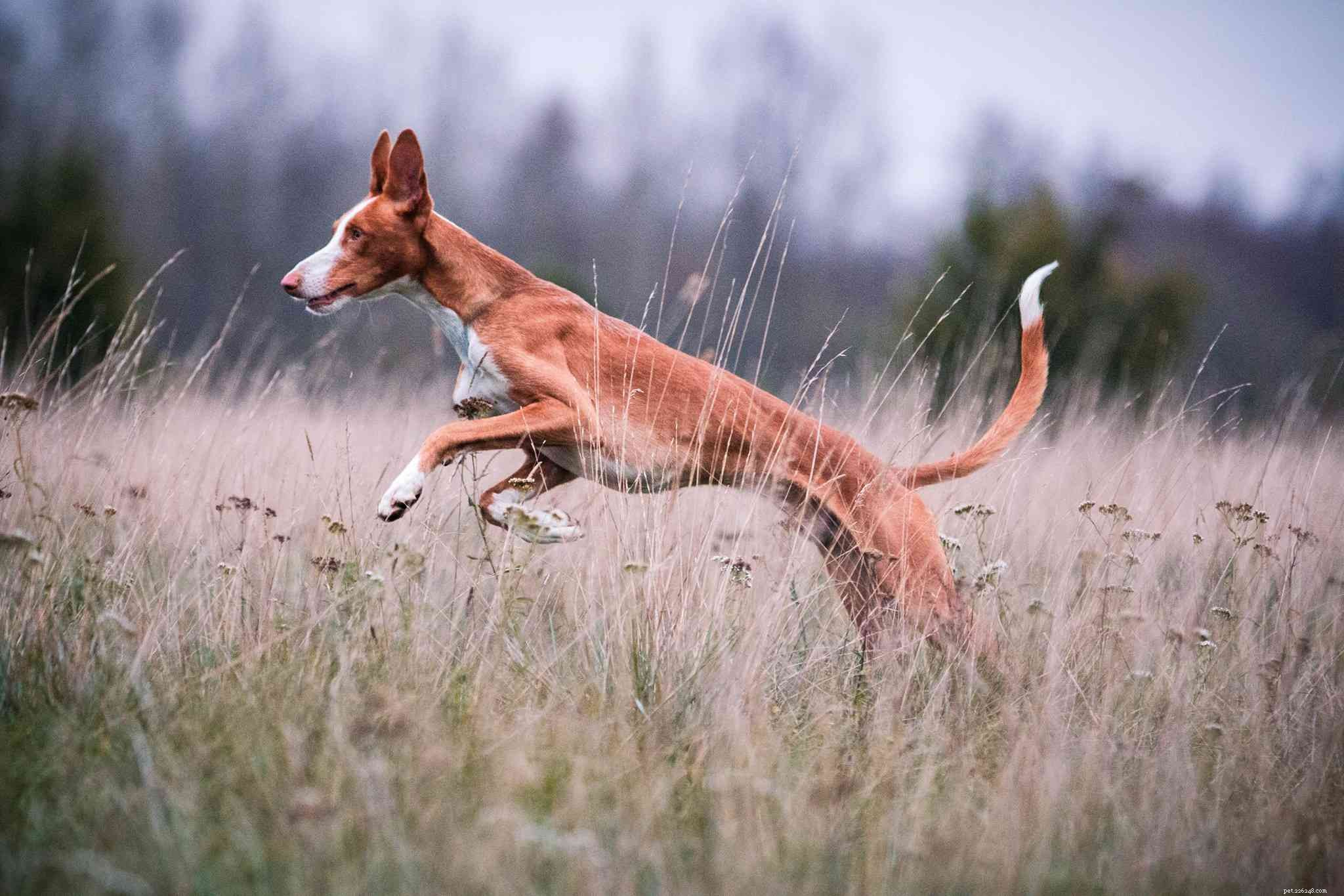 Ibizan Hound: Elegant Traits, Care Guide & Buying Tips