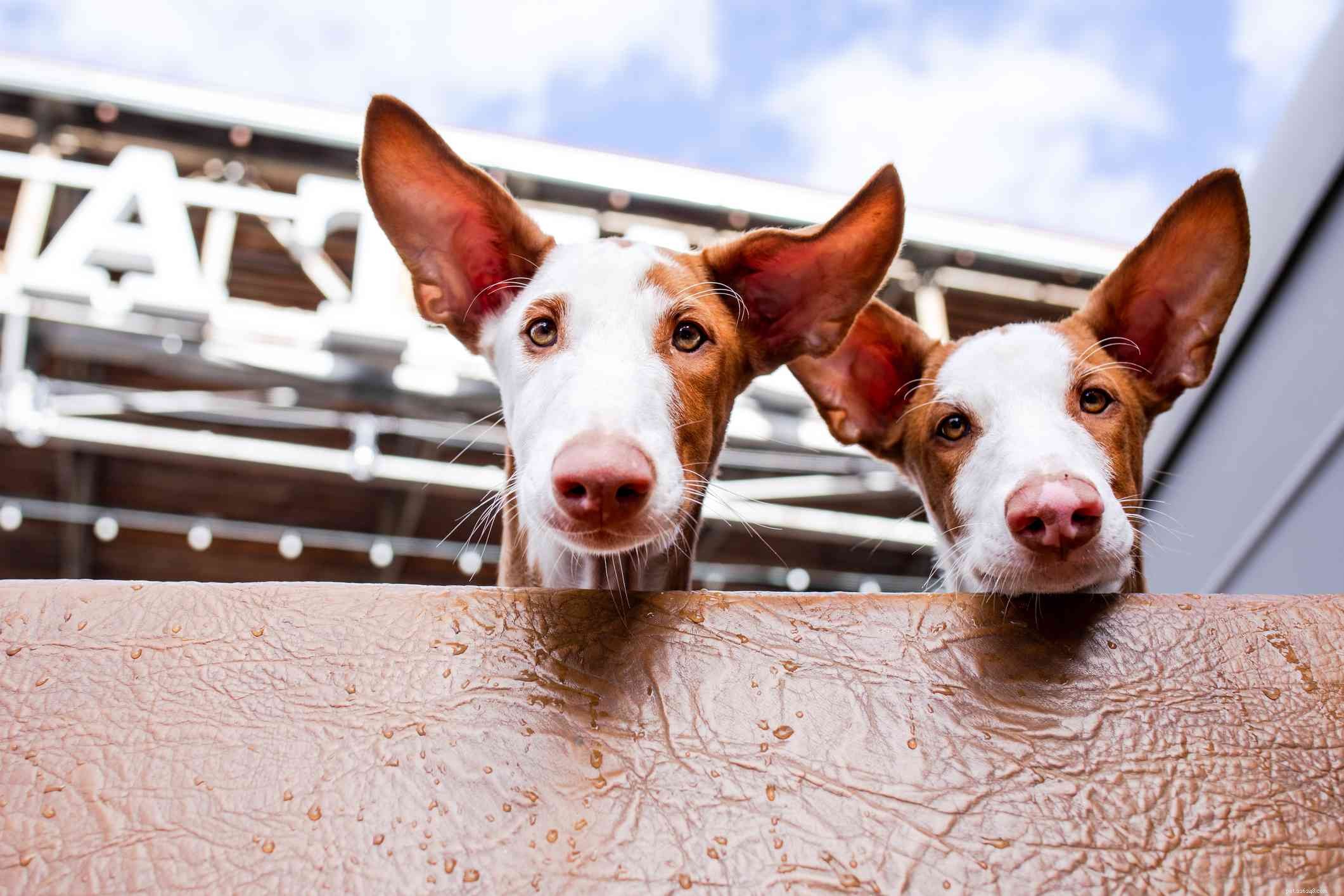 Ibizan Hound: Elegant Traits, Care Guide & Buying Tips