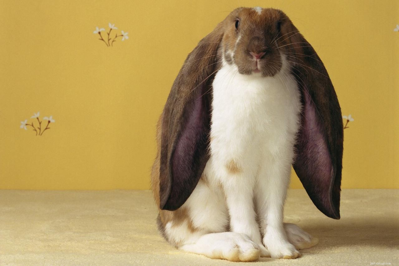 Complete Guide to Caring for Lop‑Eared Rabbits