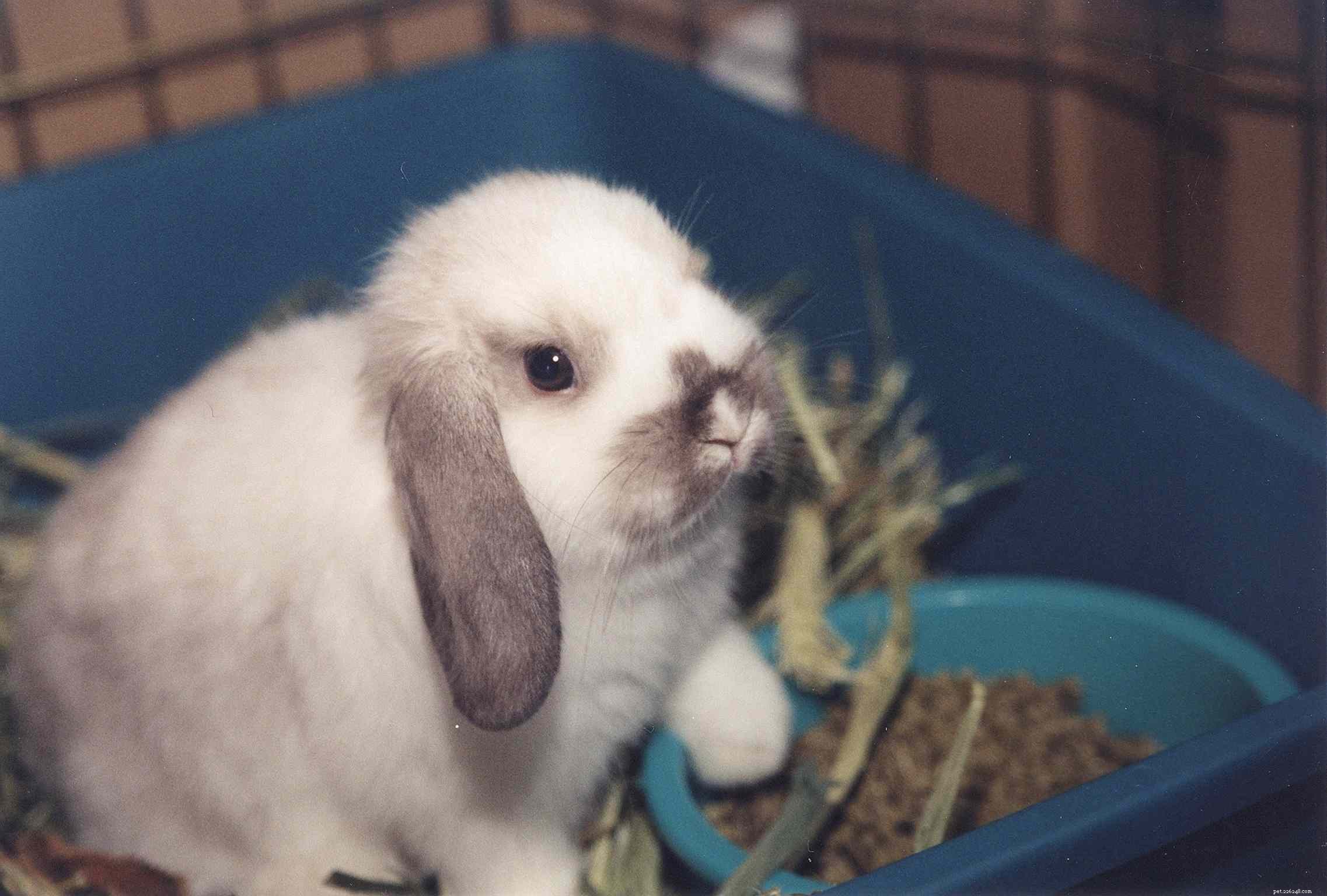 Complete Guide to Caring for Lop‑Eared Rabbits