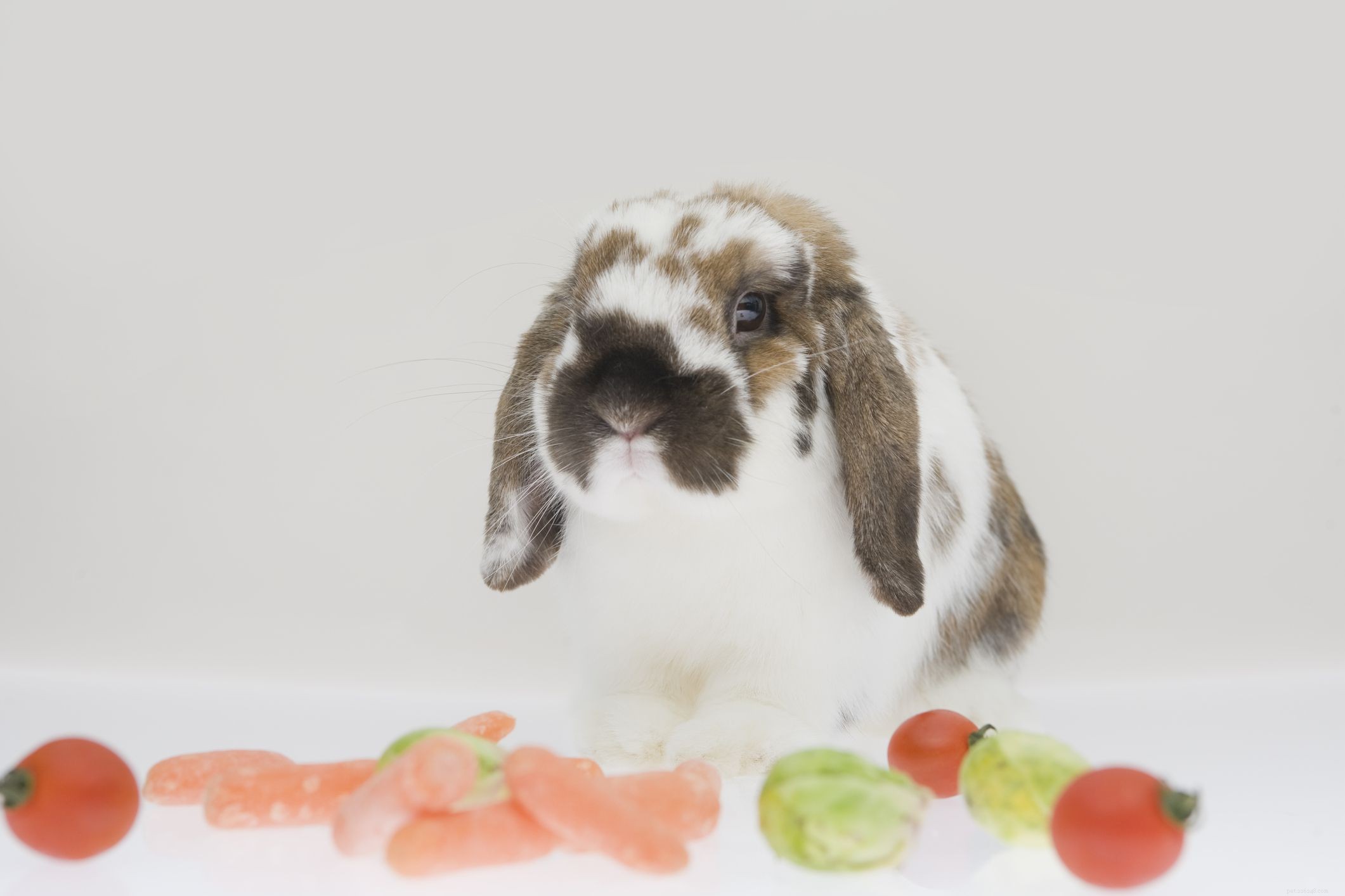 Complete Guide to Caring for Lop‑Eared Rabbits
