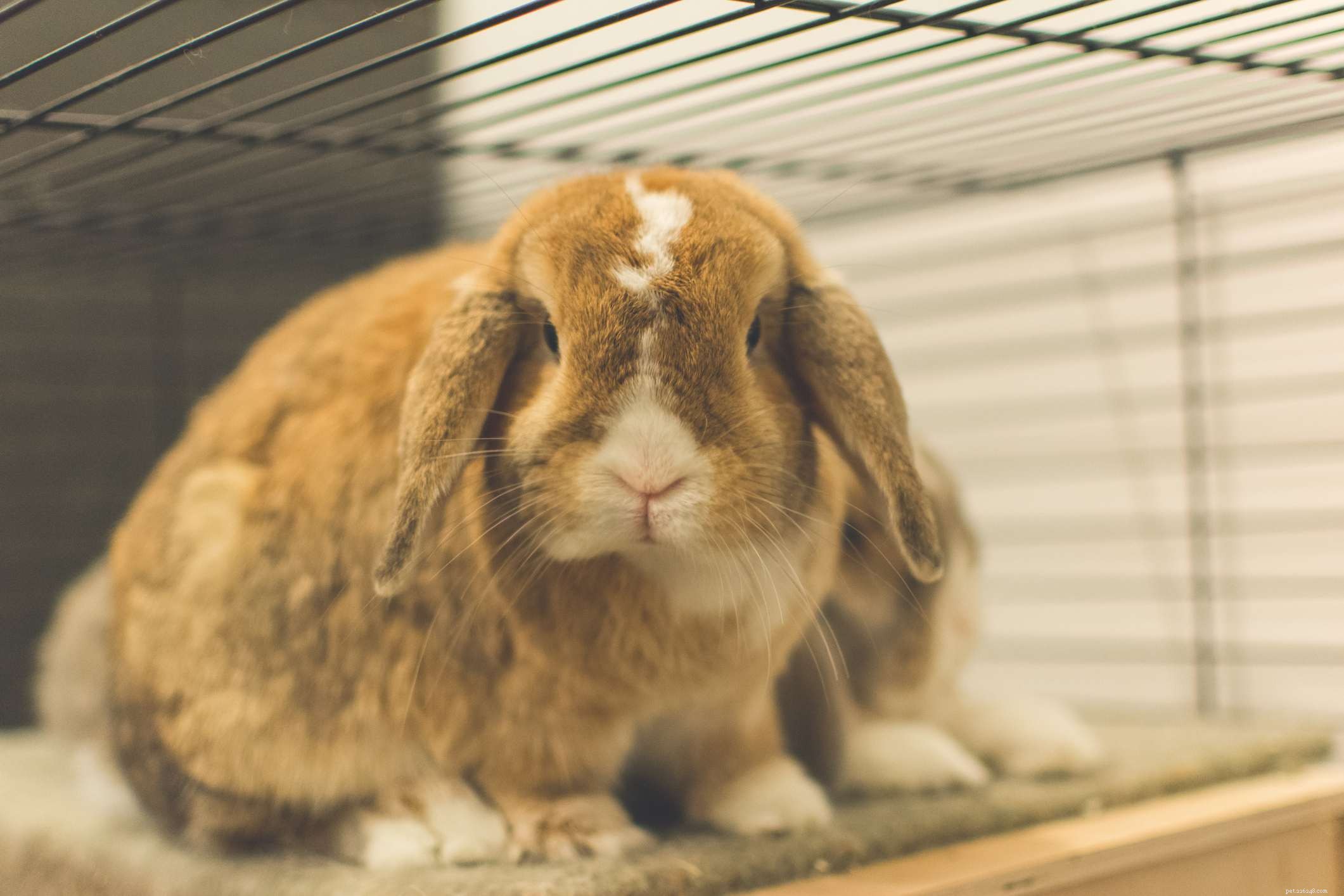 Complete Guide to Caring for Lop‑Eared Rabbits