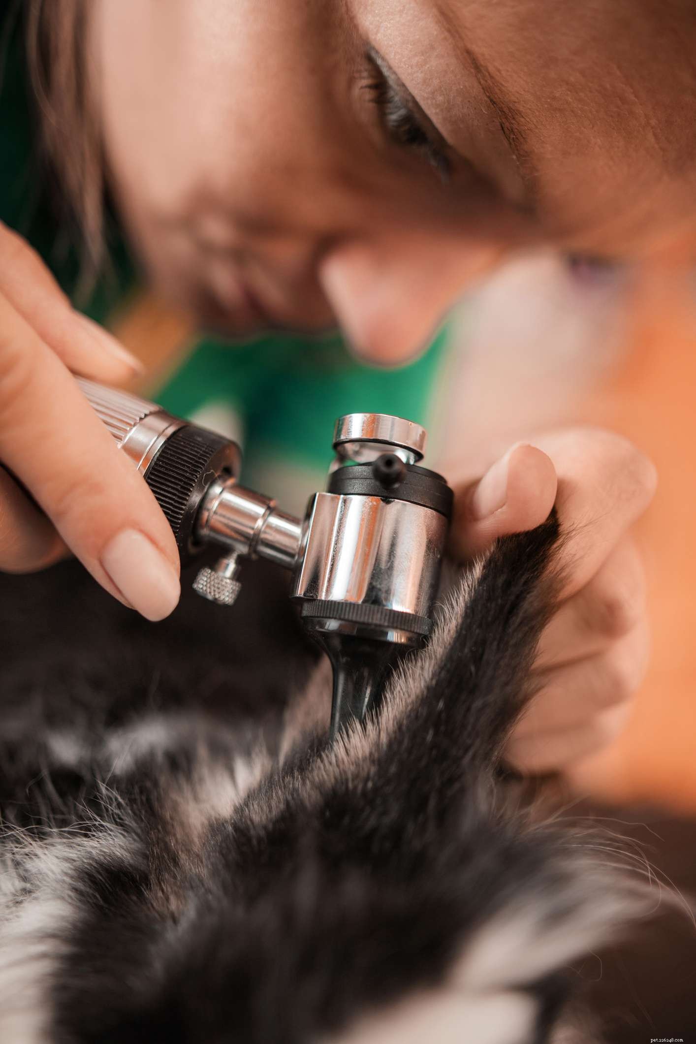 Complete Guide to Caring for Lop‑Eared Rabbits