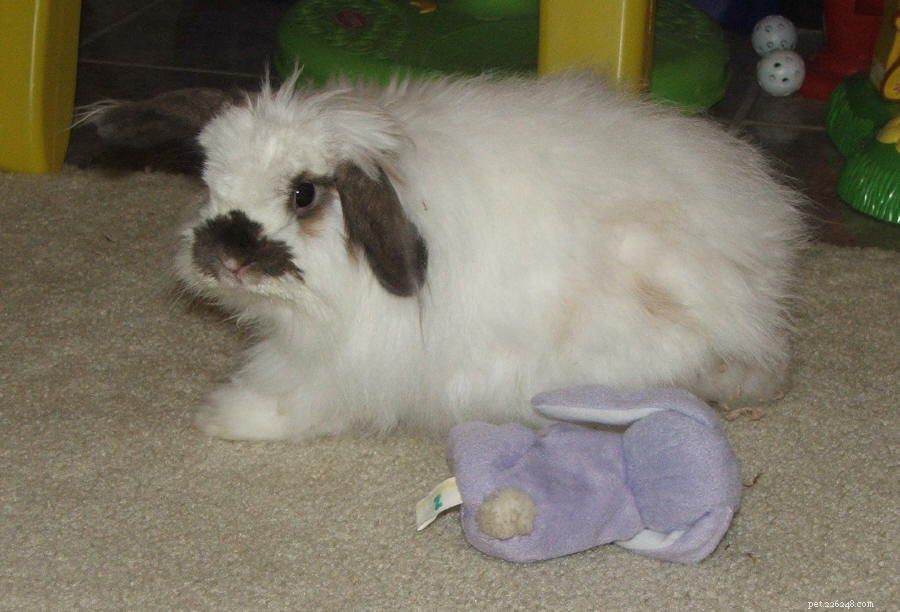 Complete Guide to Caring for Lop‑Eared Rabbits