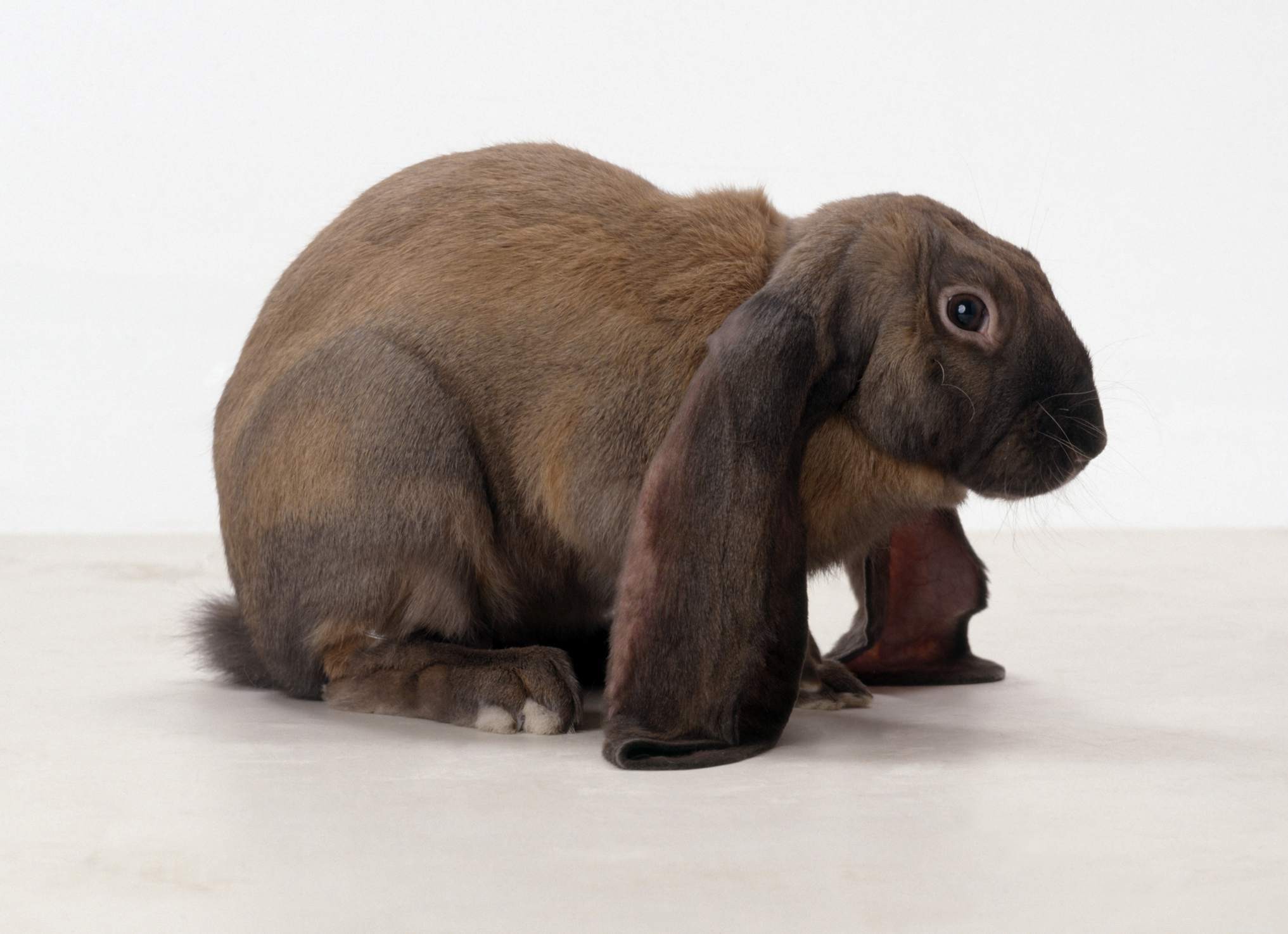 Complete Guide to Caring for Lop‑Eared Rabbits