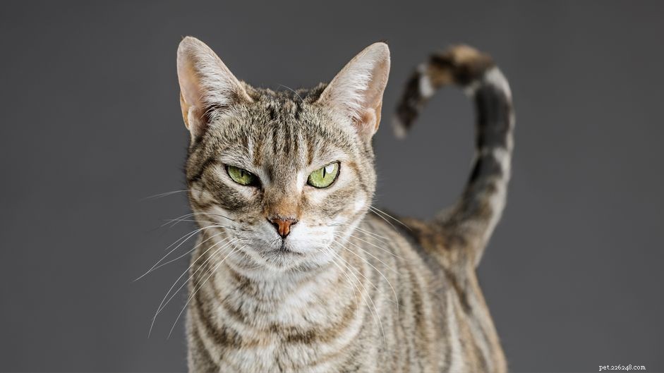 Understanding Why Your Cat Stares: Insights into Feline Gaze