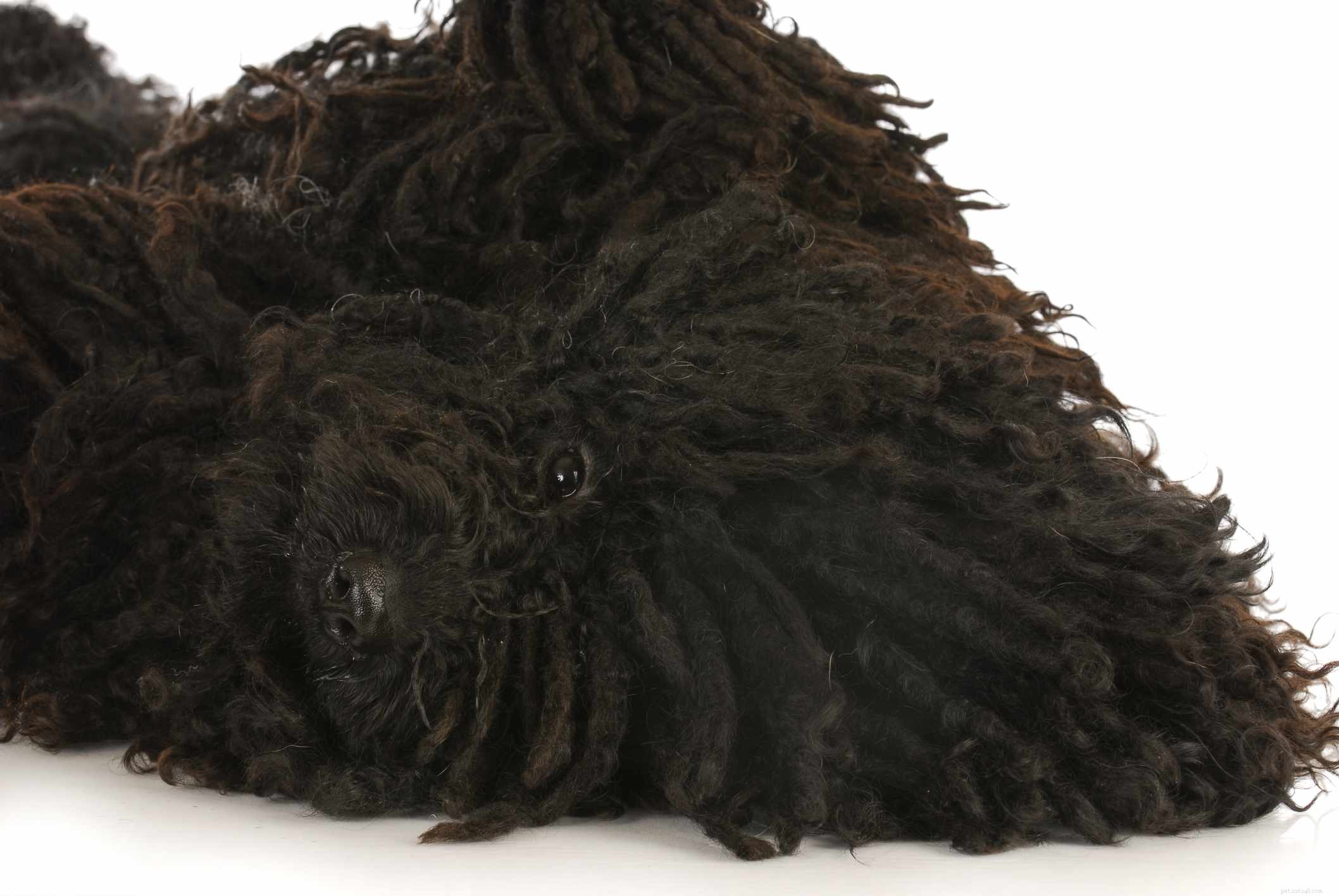 Puli Dog: Comprehensive Guide to Traits, Care & Training