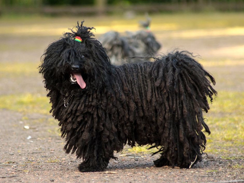 Puli Dog: Comprehensive Guide to Traits, Care & Training