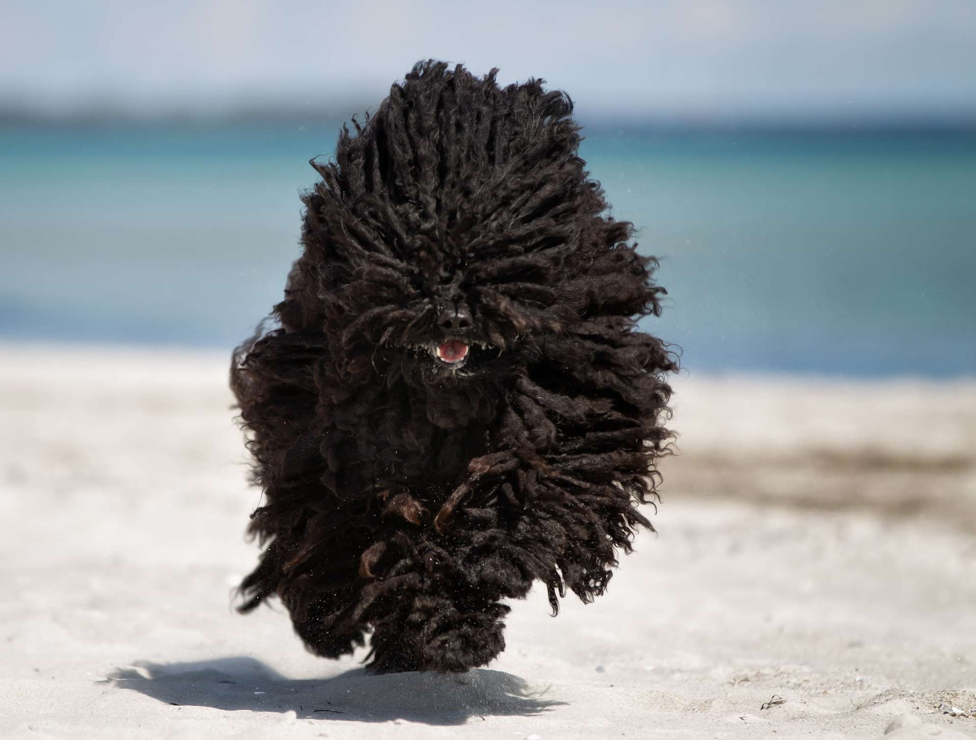 Puli Dog: Comprehensive Guide to Traits, Care & Training