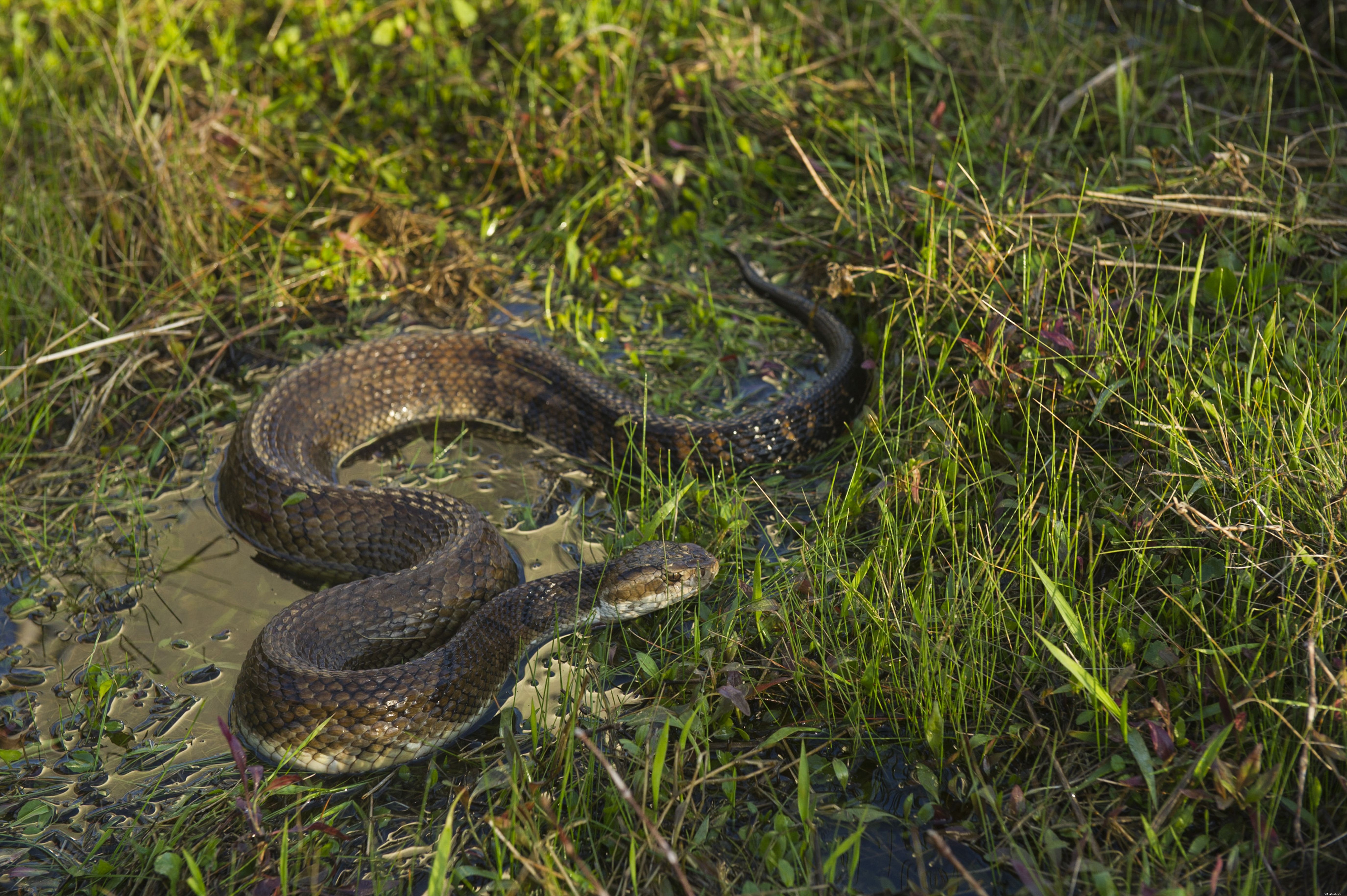 Understanding Snake Bites in Dogs: Symptoms, Treatment, and Prevention