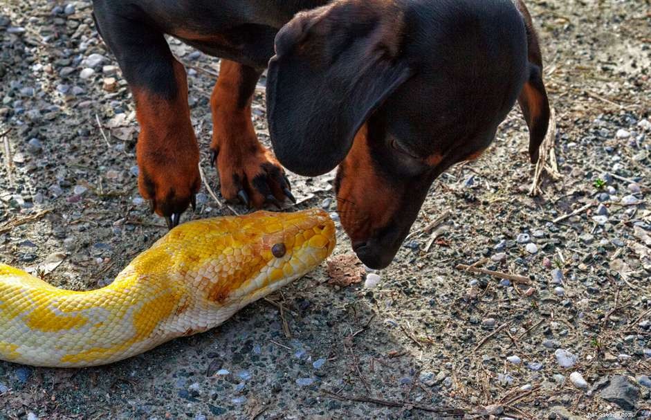 Understanding Snake Bites in Dogs: Symptoms, Treatment, and Prevention