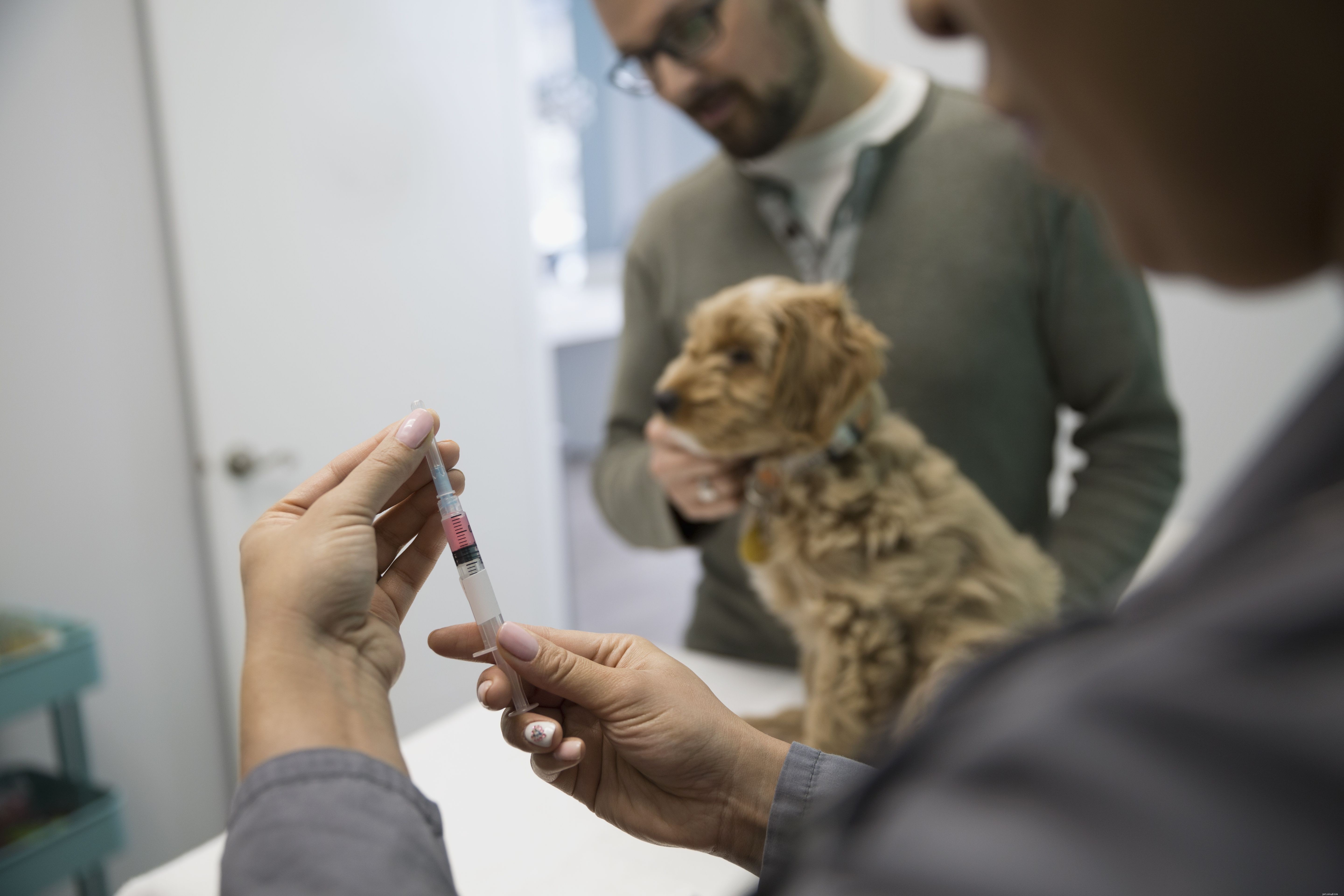 Understanding Snake Bites in Dogs: Symptoms, Treatment, and Prevention