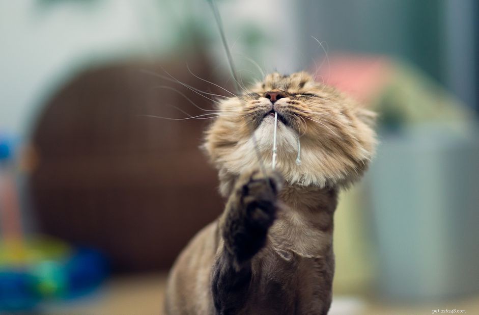 Understanding Cat Hair Loss: Causes, Diagnosis, and Treatment
