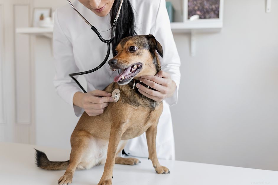 Understanding and Treating Vaginitis in Female Dogs