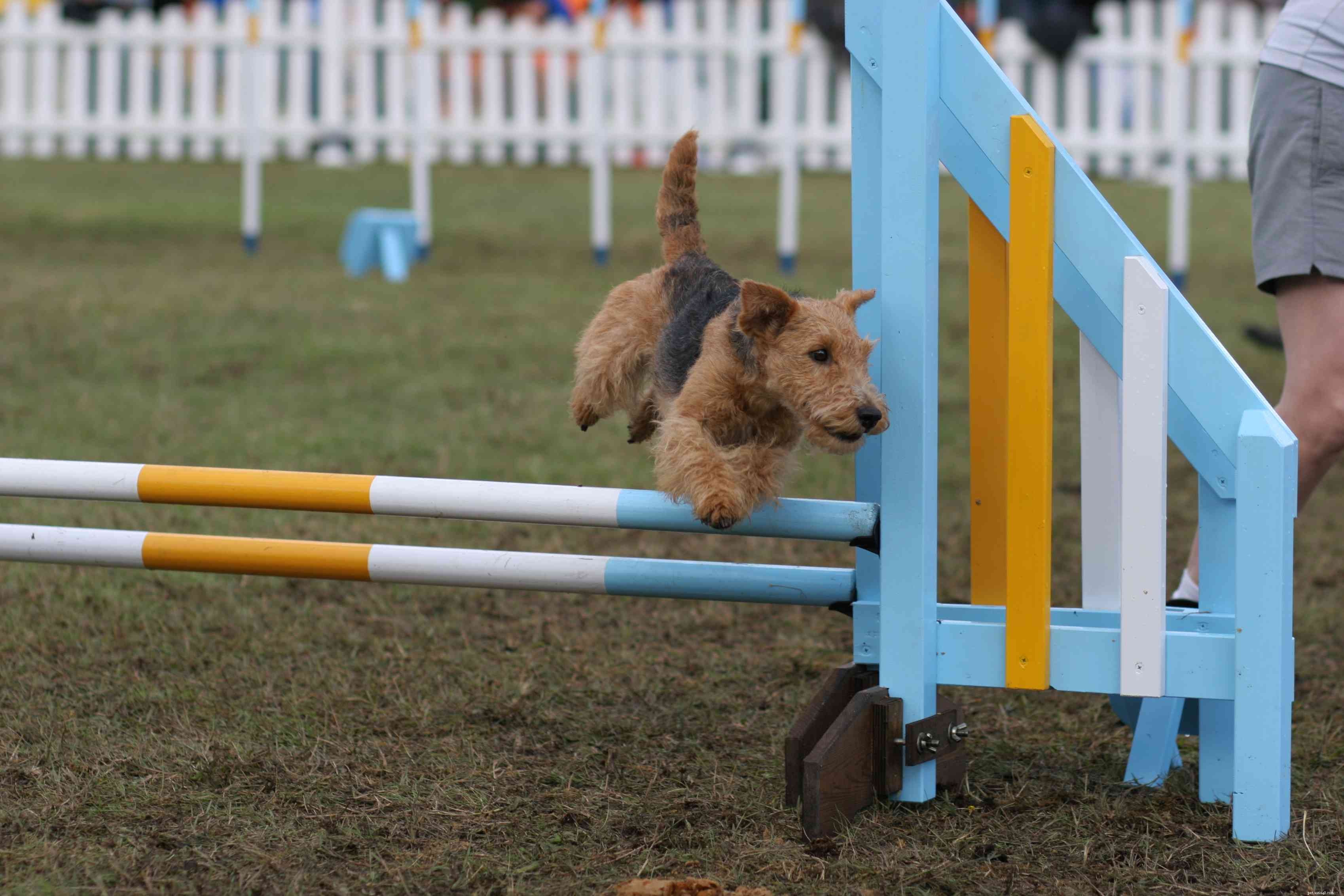 Welsh Terrier: Complete Guide to Breed Traits, Training, and Care